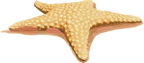 Starfish_LR.png