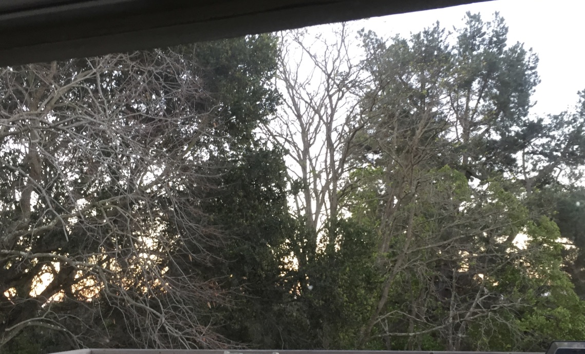 This is my view, every morning as I write in my Sandbox. Cool and cloudy today right now, most mornings I begin in complete darkness. As I look up from my transcription I can see the trees barely beginning to fill in with an orange back drop. As the words flow out and the sun rises, the trees emerge. Each day, this is my view. Each day, this is my process. 
