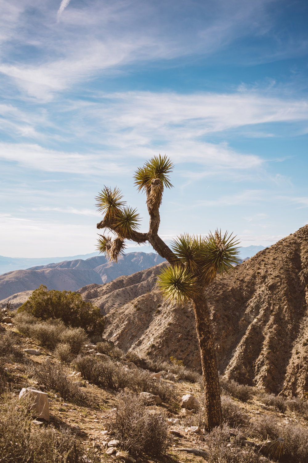 Keys View Joshua Tree