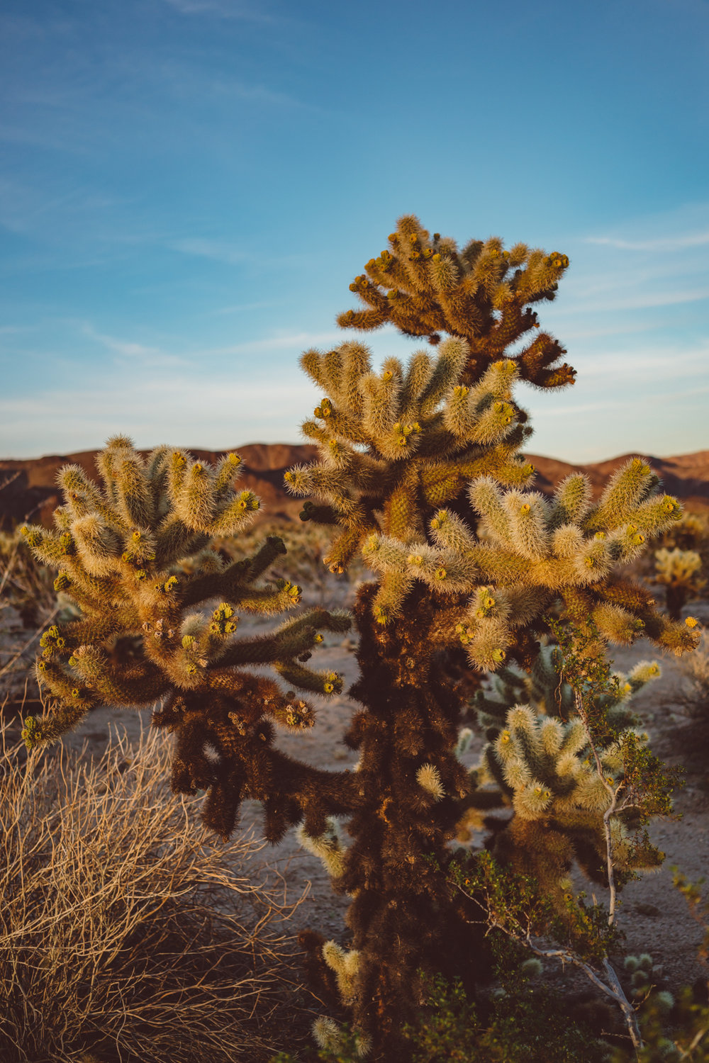 Cholla Cactus Garden Joshua Tree