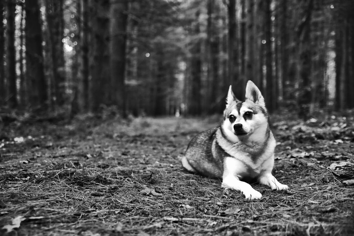 This is Kai. He is an Alaskan Klee Kai, and he is the best travel partner anyone could ask for...he&rsquo;s majestic. Like a mini wolf. Isn&rsquo;t he the cutest? Yes. Yes he is. He would love to be the @michelobultra #puregoldceo so he is hoping the