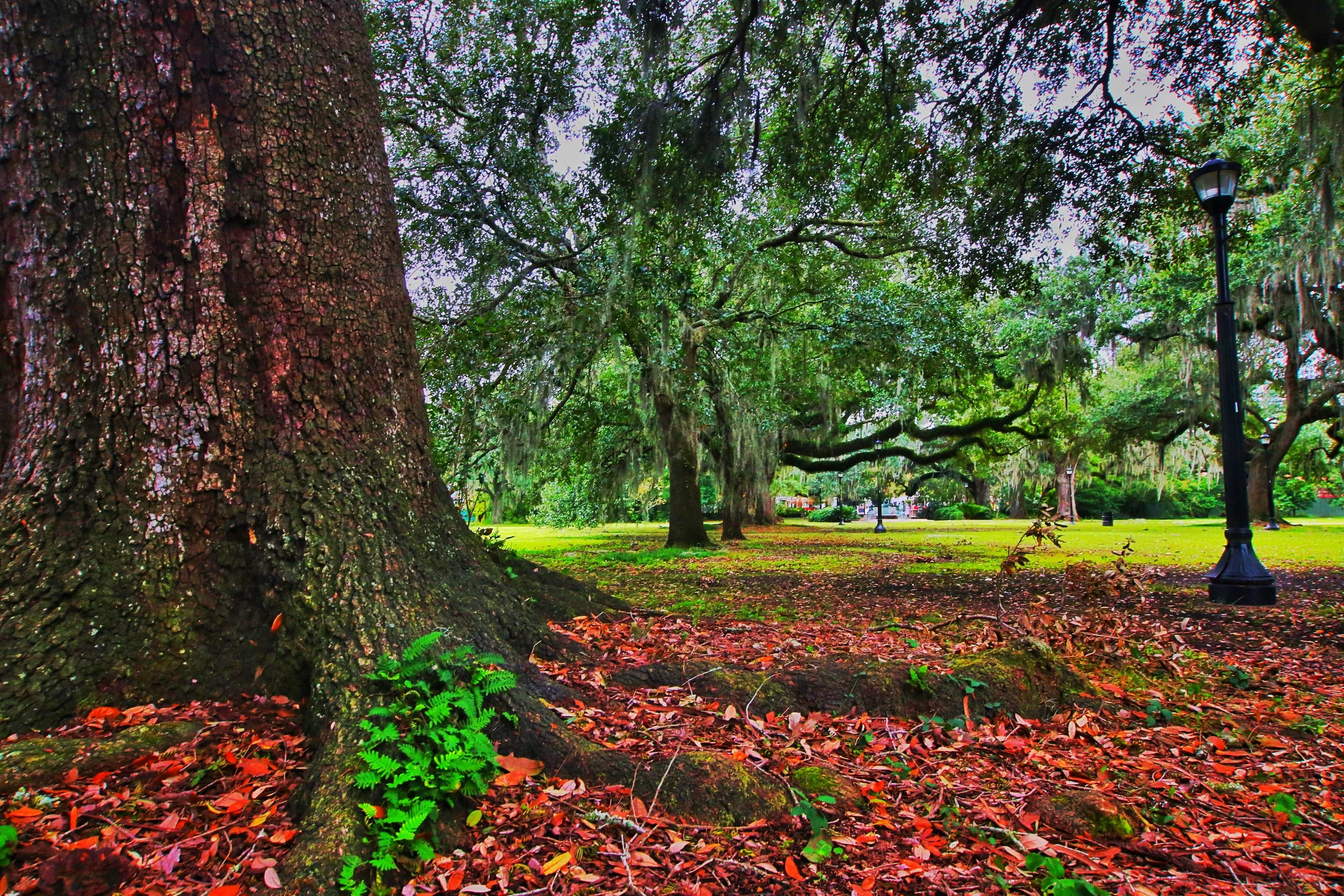 #123 - NOLA aud. Park .JPG