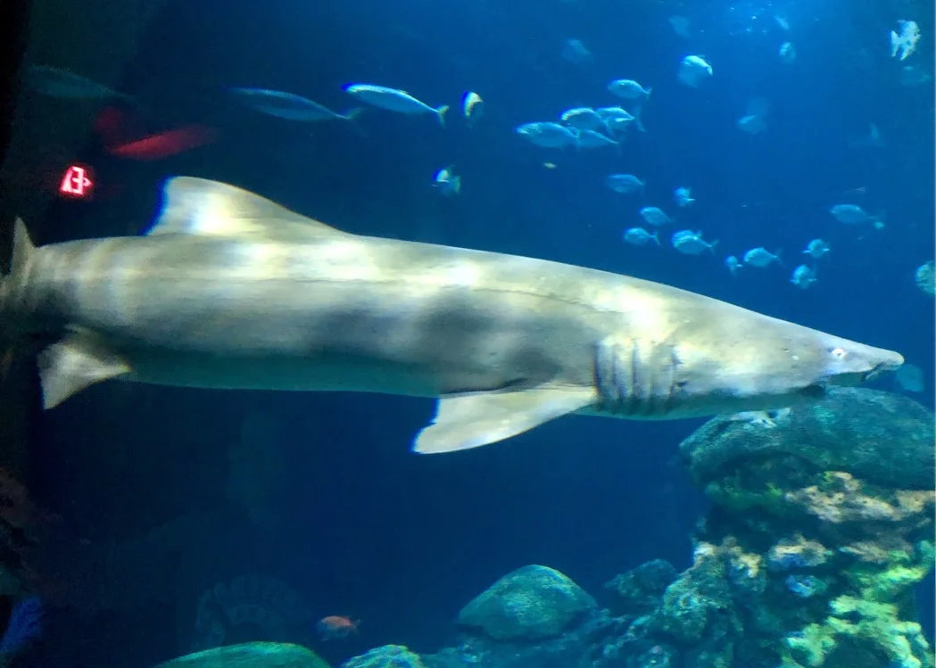 Tennessee Aquarium (Overnight) 2018