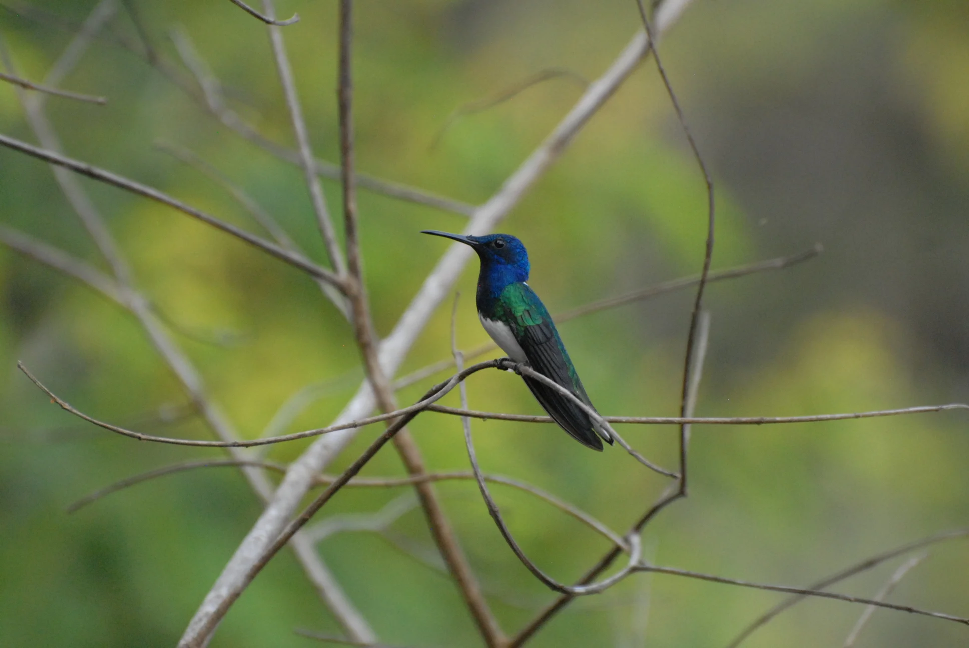 White-necked Jacobin, Waqanki