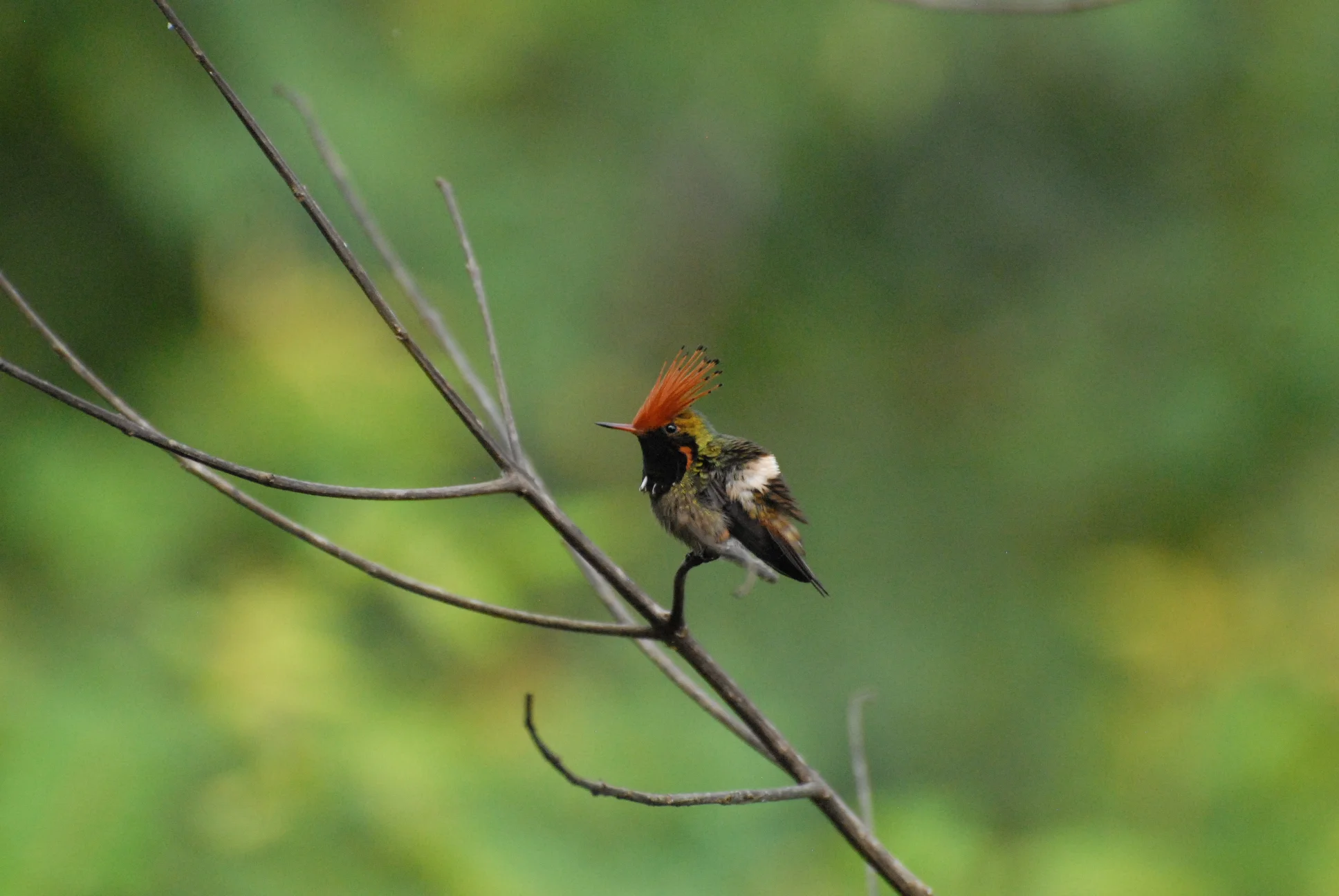 Rufous-crested Coquette, Waqanki