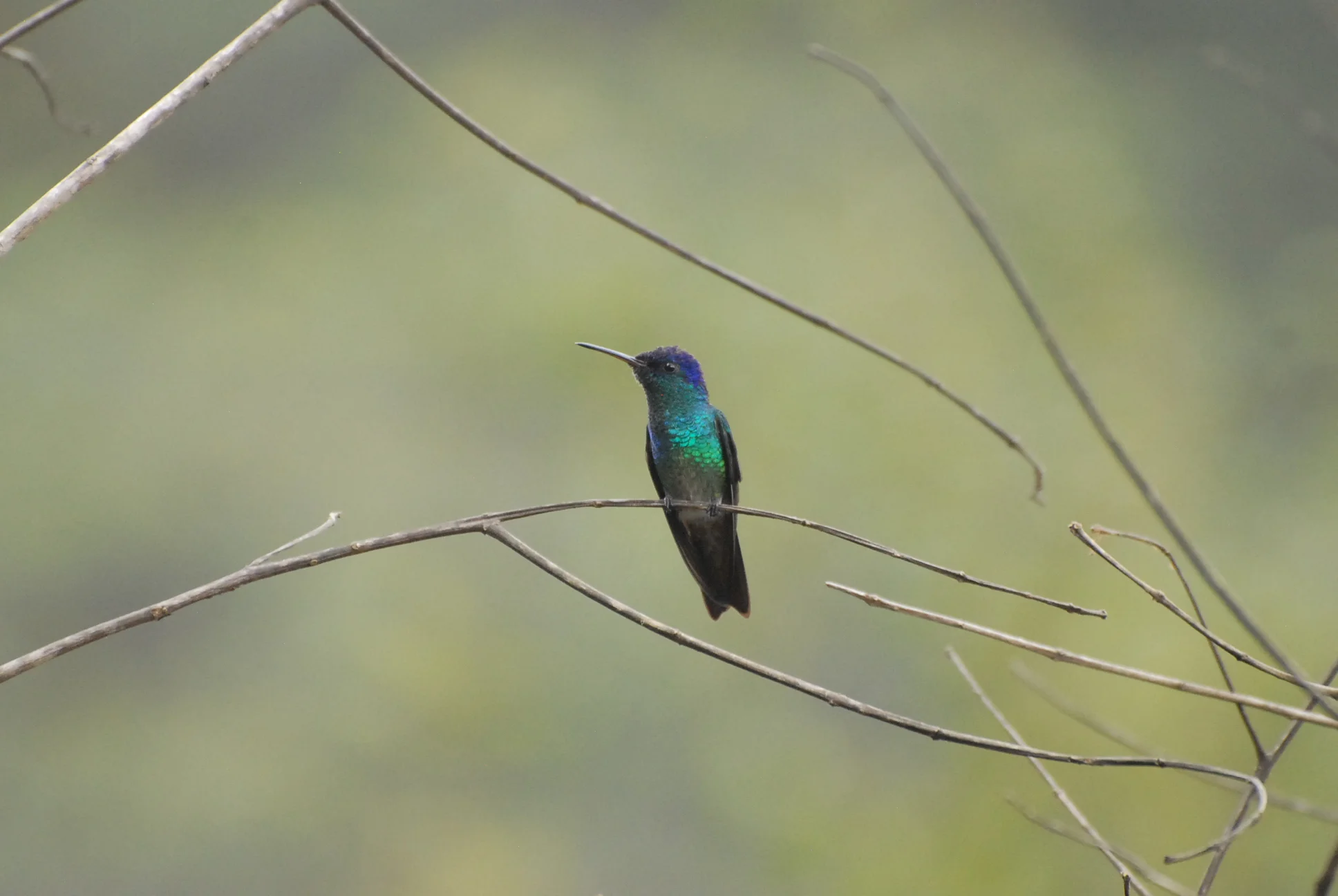 Sapphire-spangled Emerald, Arenas Blancas