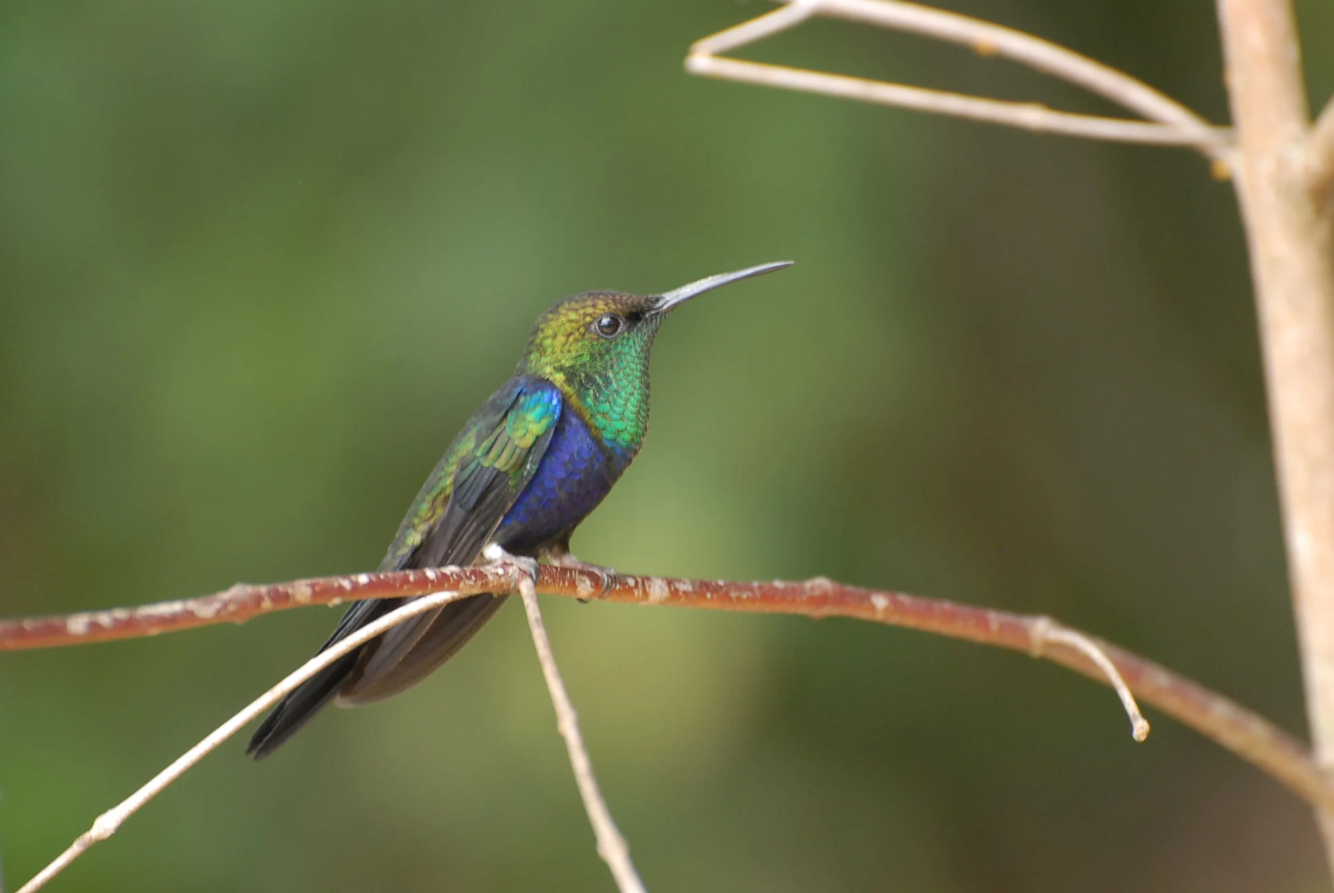 Fork-tailed Woodnymph, Waqanki
