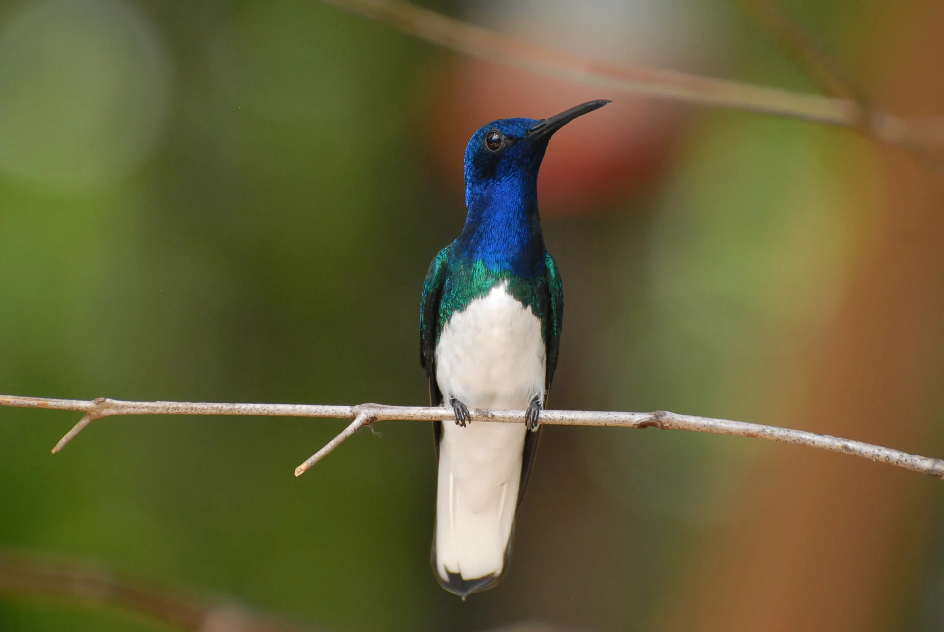 White-necked Jacobin, Waqanki