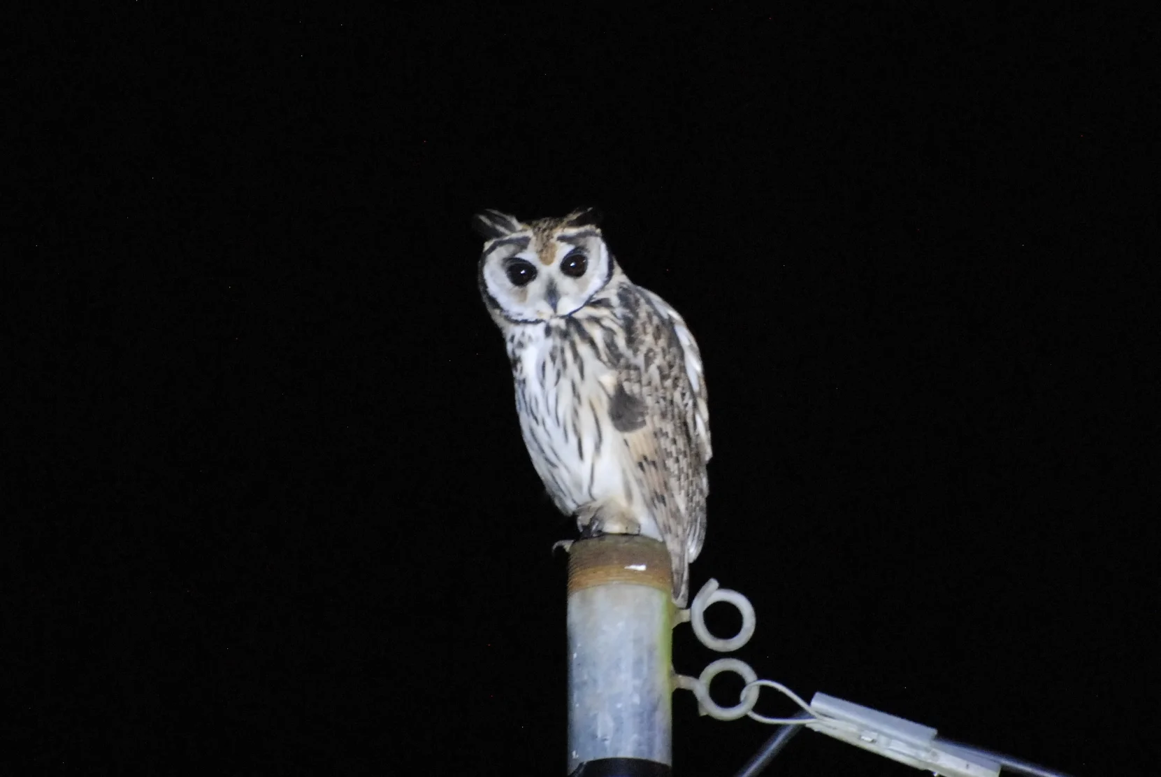 Striped Owl, Moyobamba
