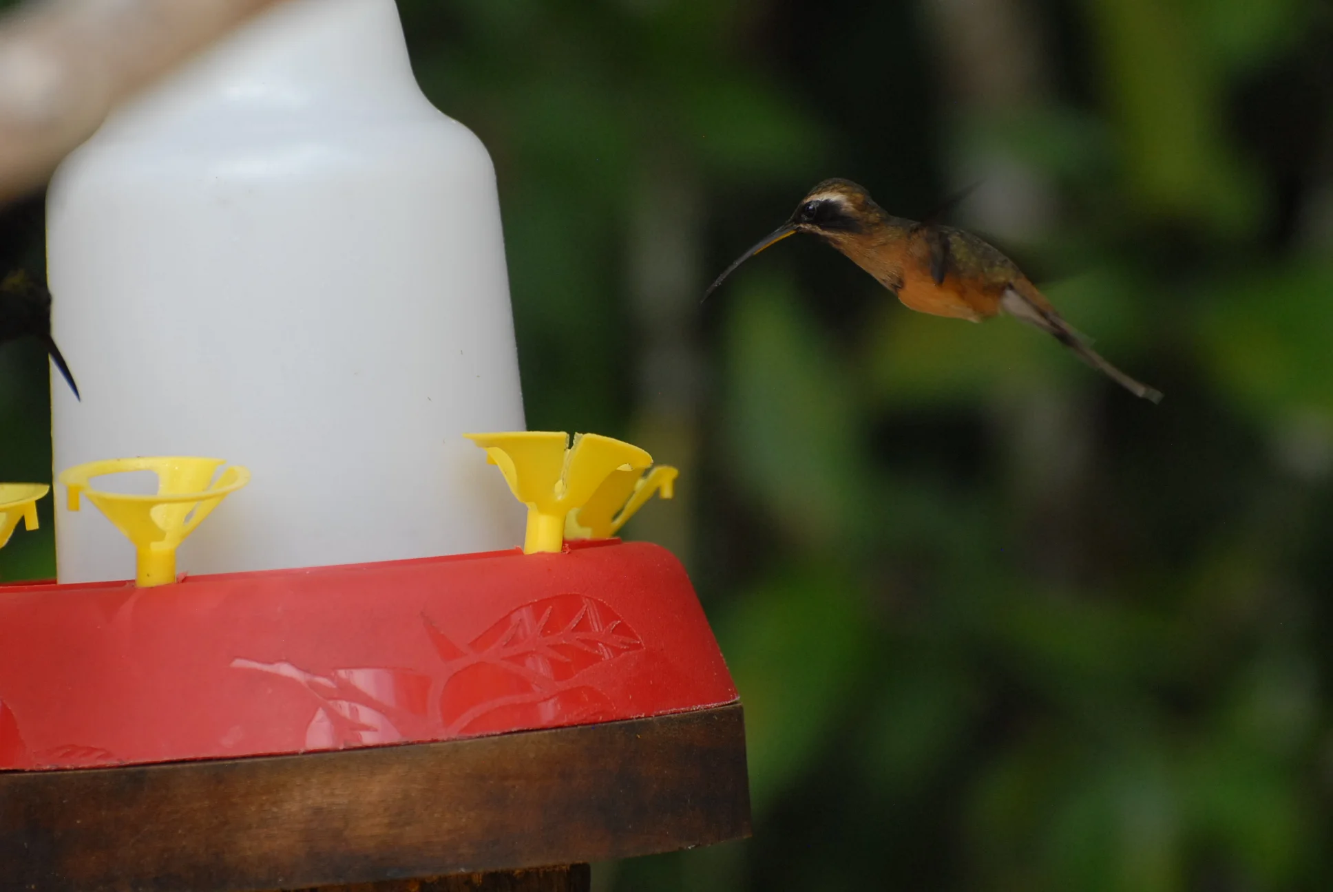 Gray-chinned Hermit, Waqanki