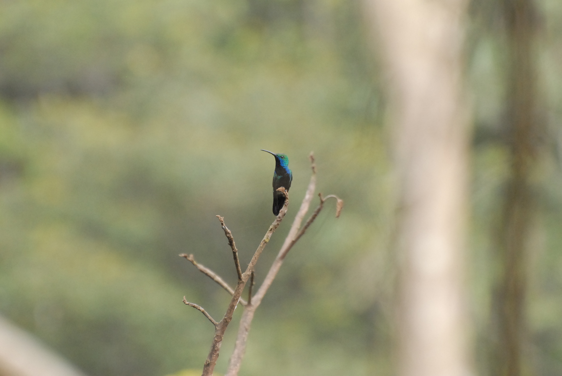 Black-throated Mango (m)