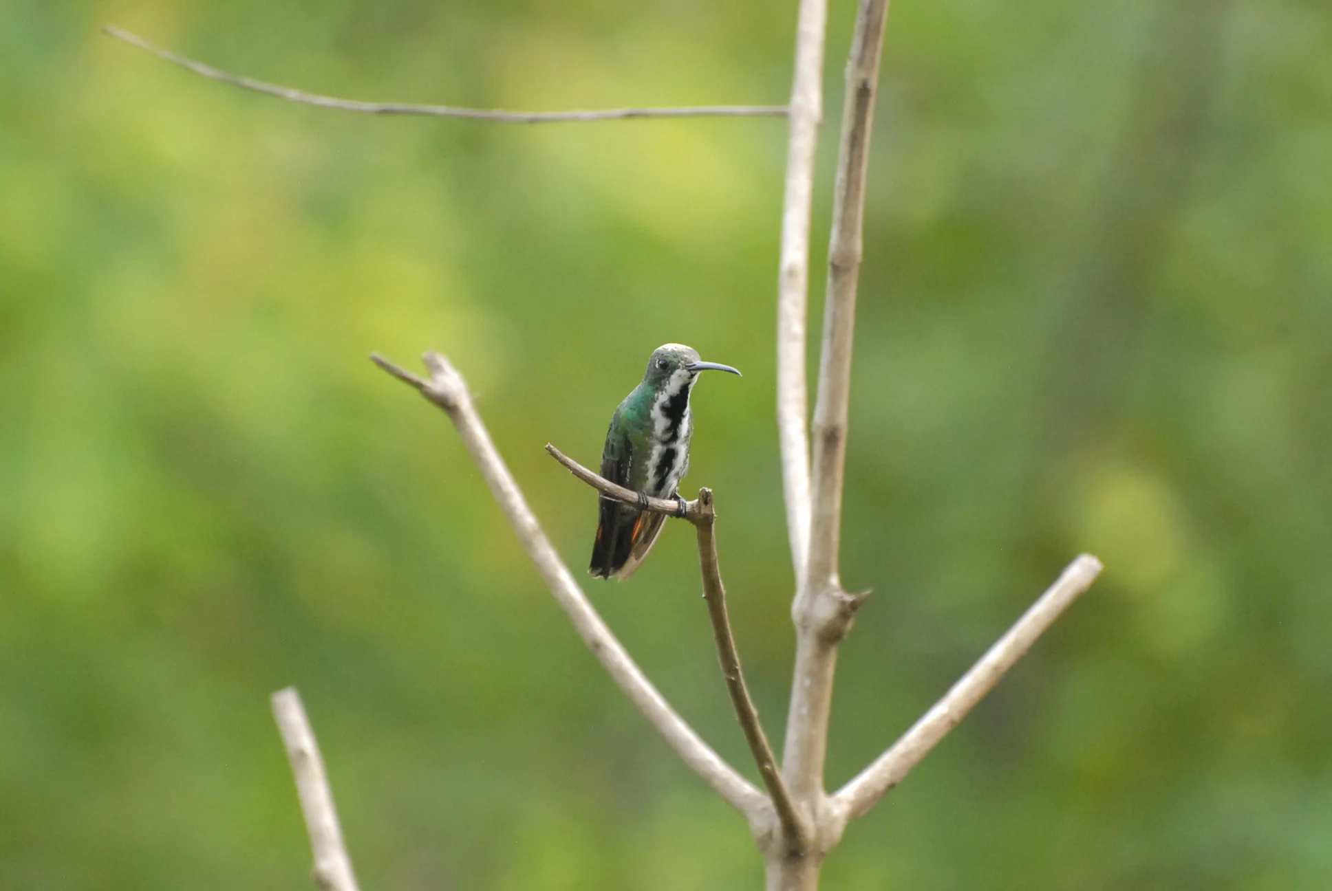 Black-throated Mango (f)