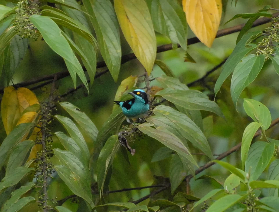 Black-faced Dacnis