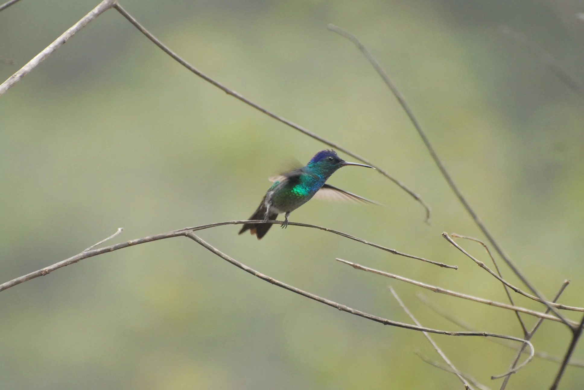 Golden-tailed Sapphire