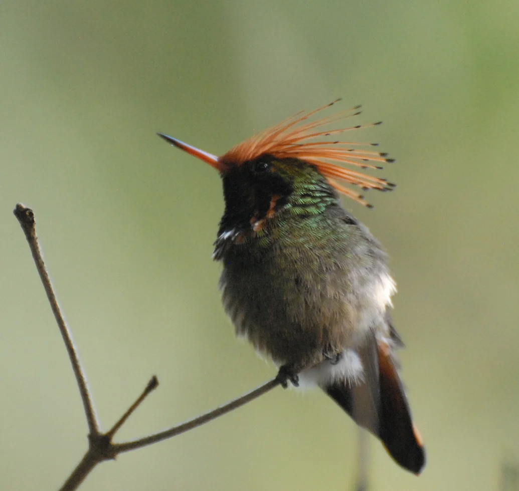 Rufous-crested Coquette