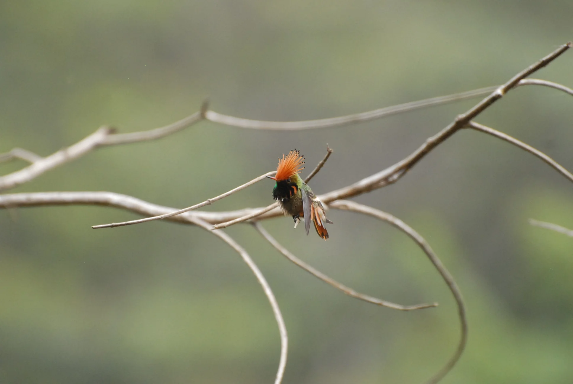 Rufous-crested Coquette, Waqanki