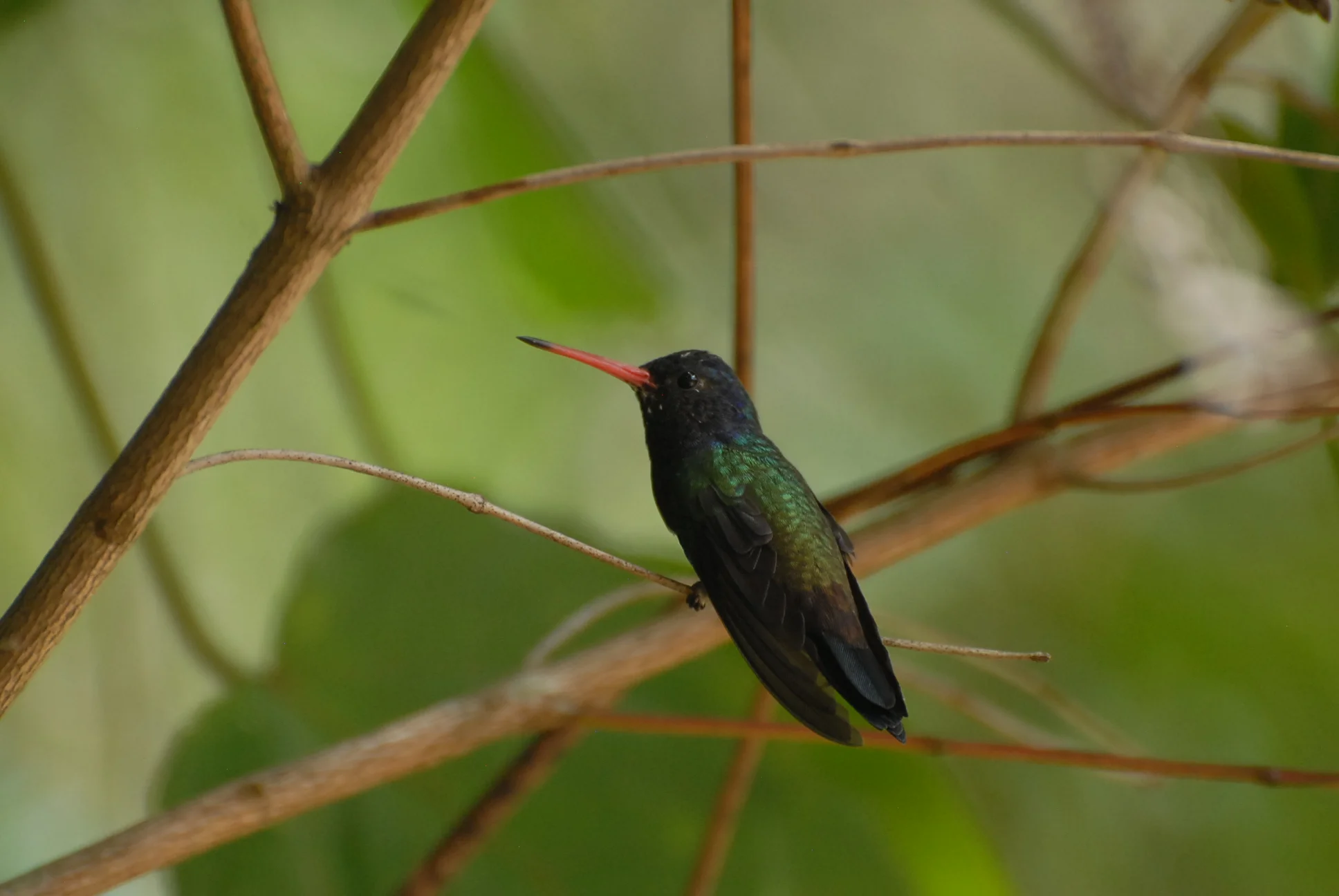 White-chinned Sapphire