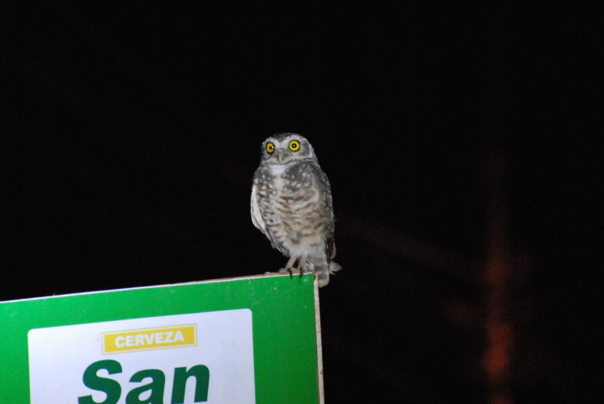 Burrowing Owl, Moyobamba