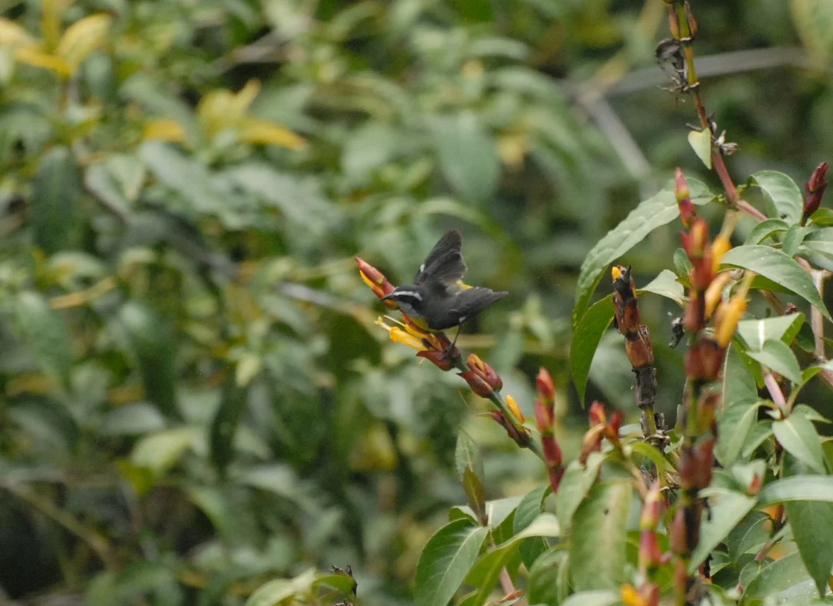 Bananaquit, Waqanki Lodge