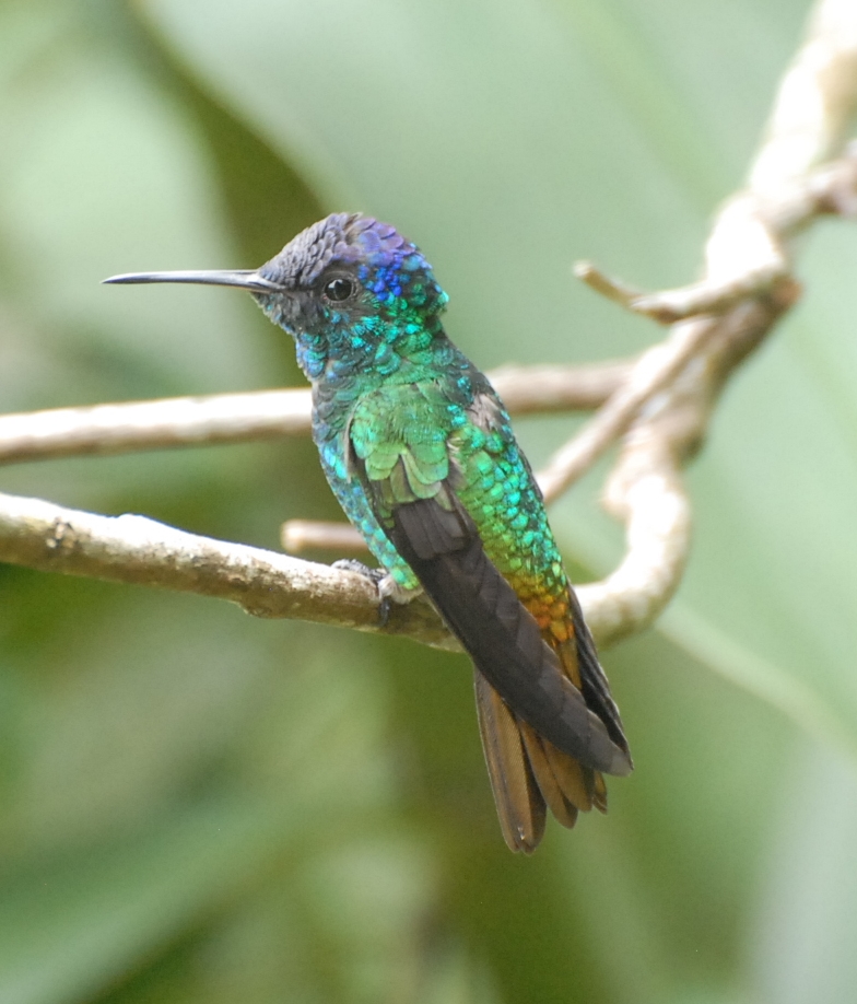 Golden-tailed Sapphire, Waqanki