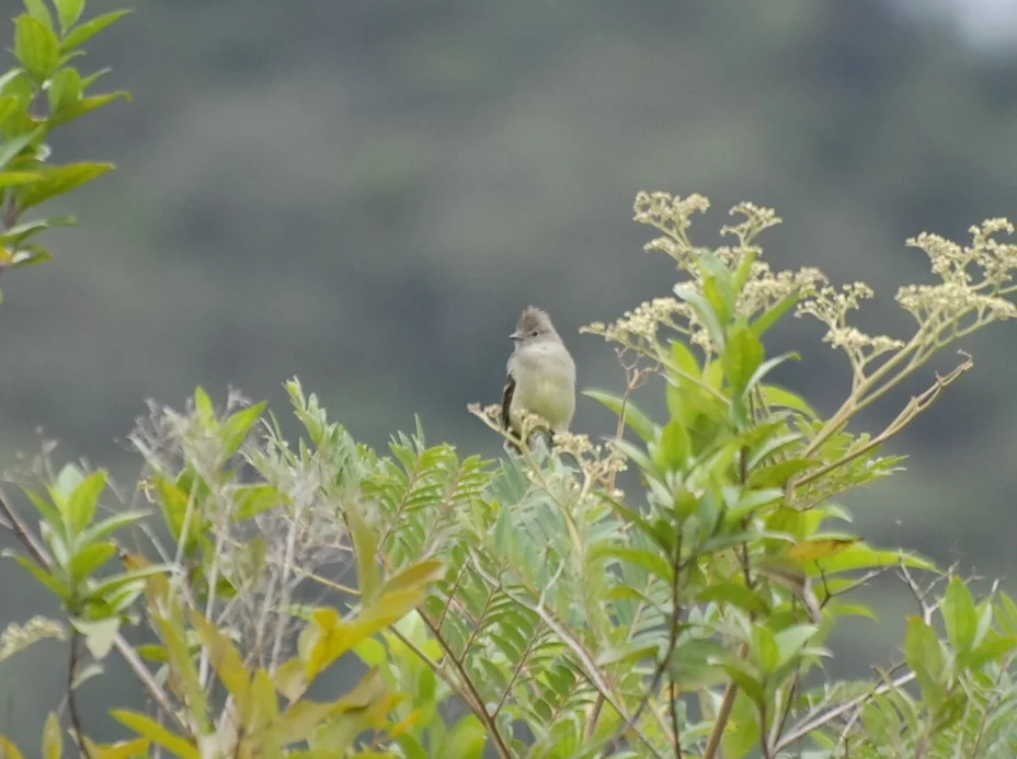 Small-billed Elaenia, Waqanki Lodge