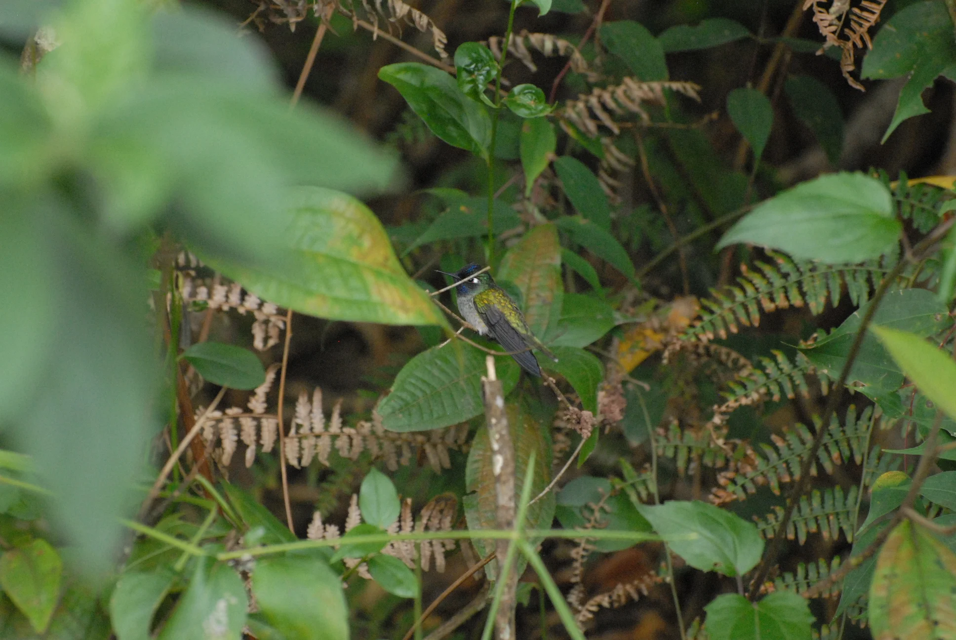 Violet-headed Hummingbird, Waqanki