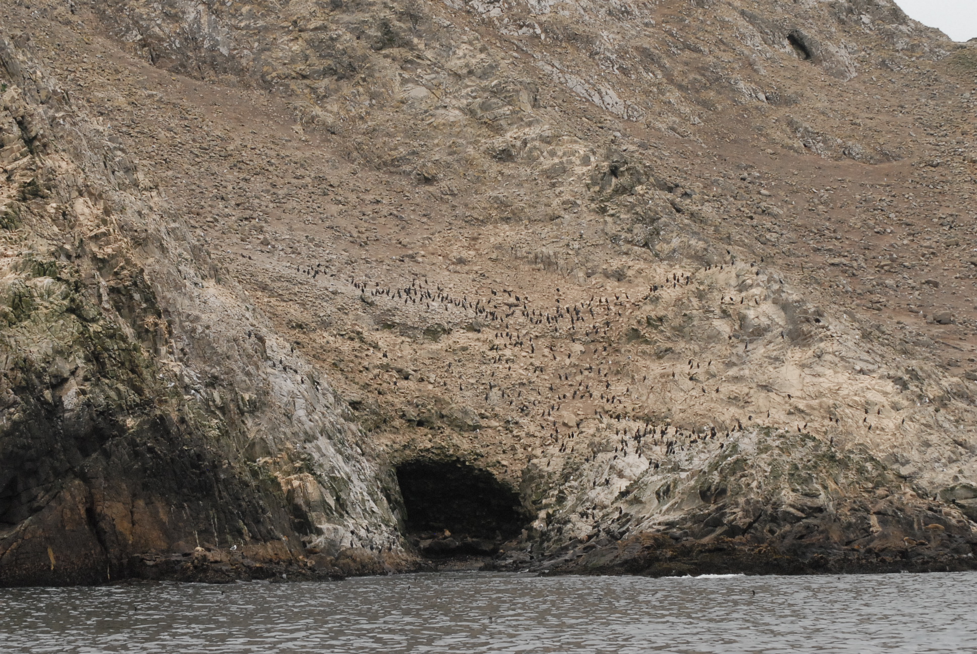 Cormorant rookery, Southeast Farallon Is.