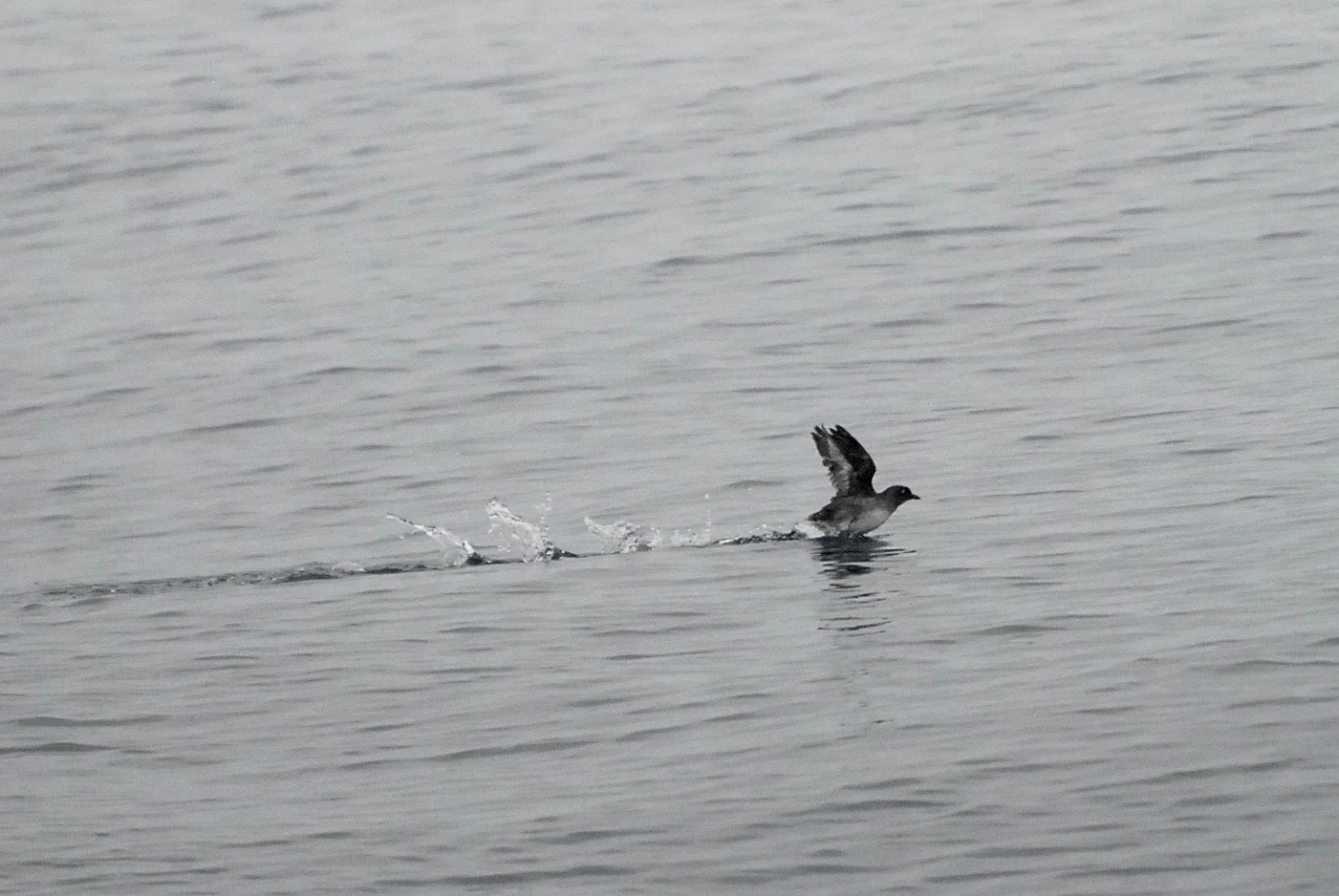 Cassin's Auklet