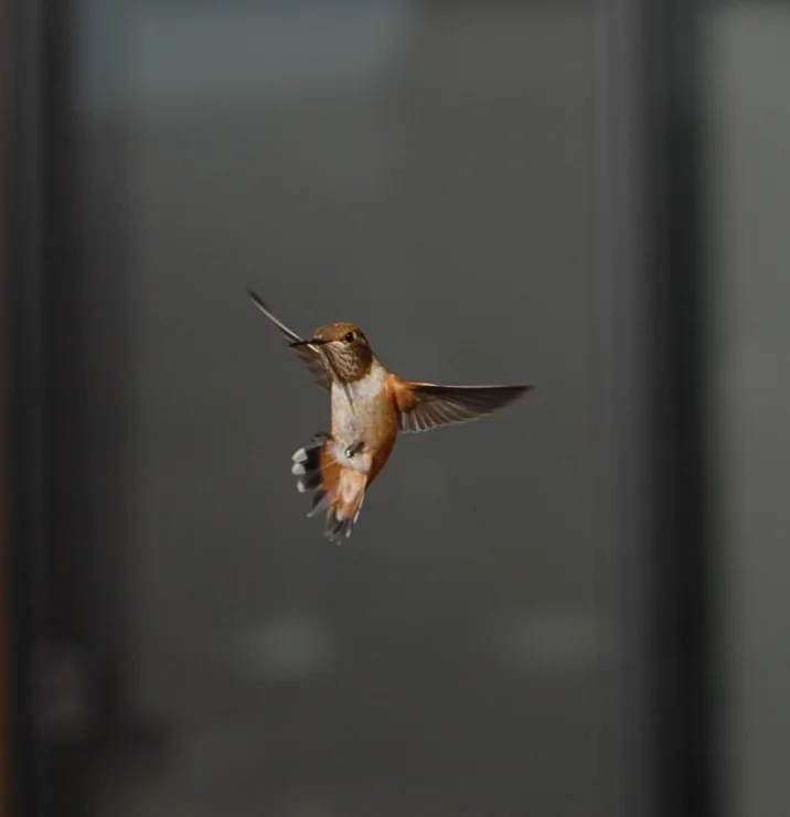 Allen's Hummingbird
