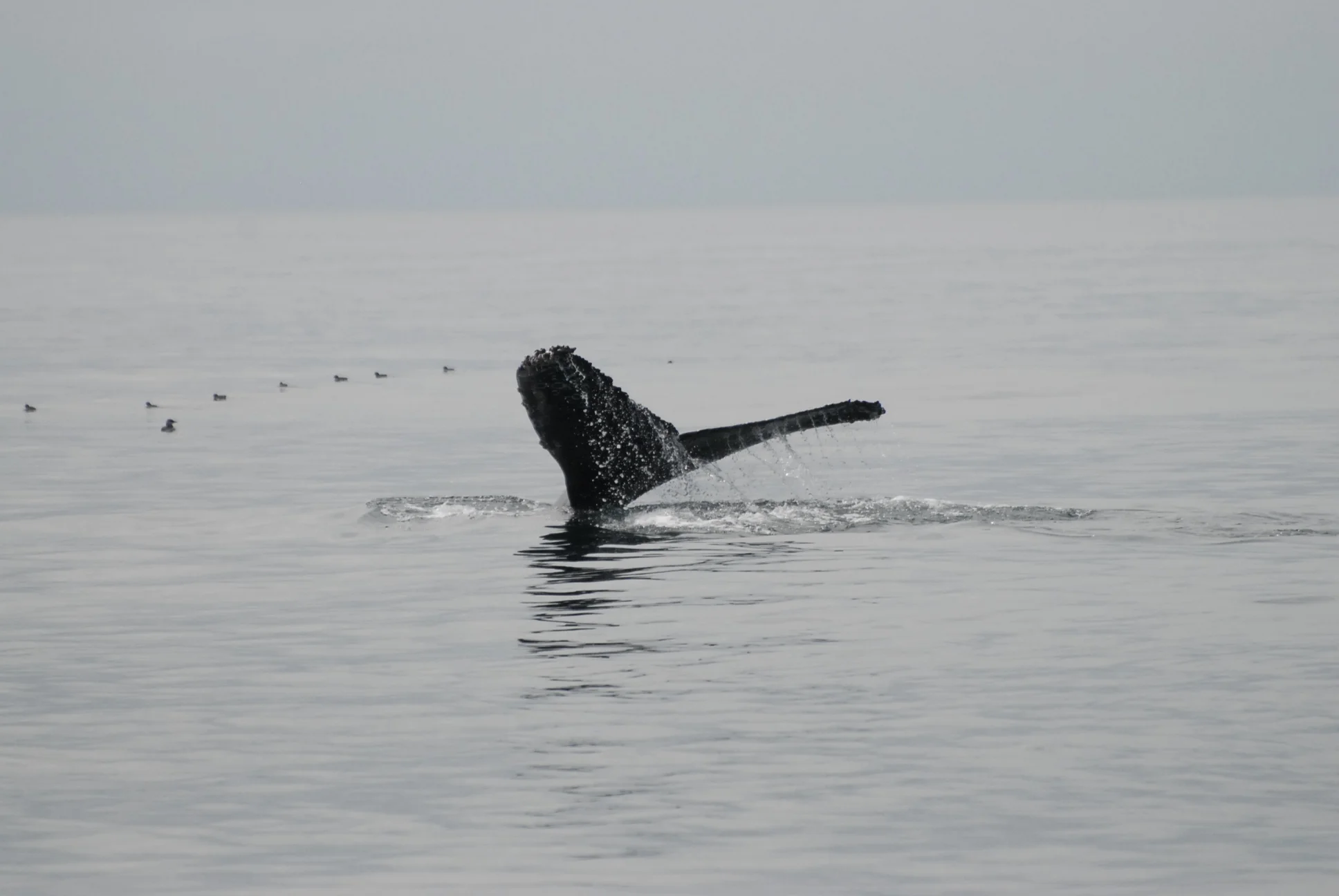 Humpback Whale & Common Murres