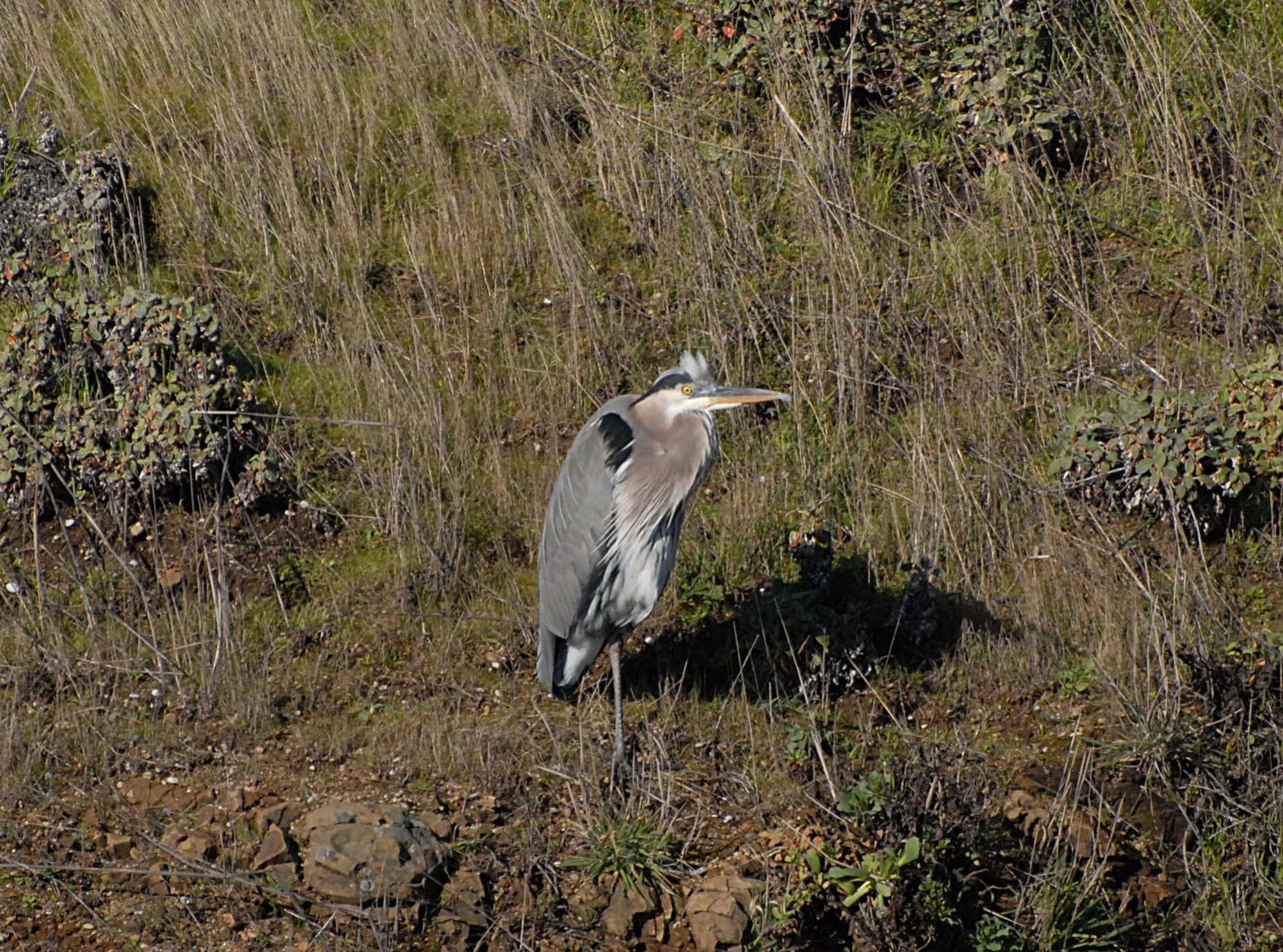 Great Blue Heron