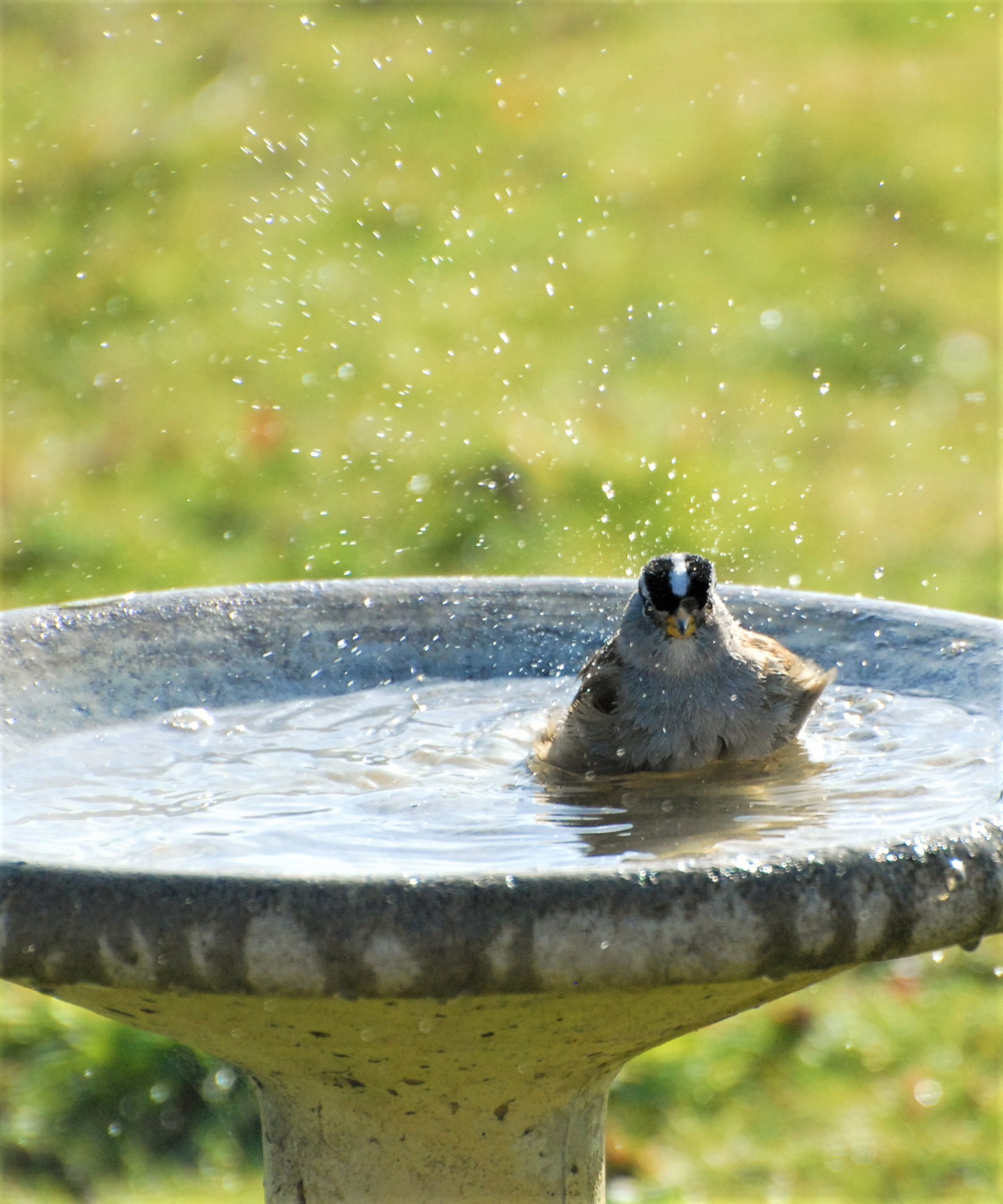White-crowned Sparrow