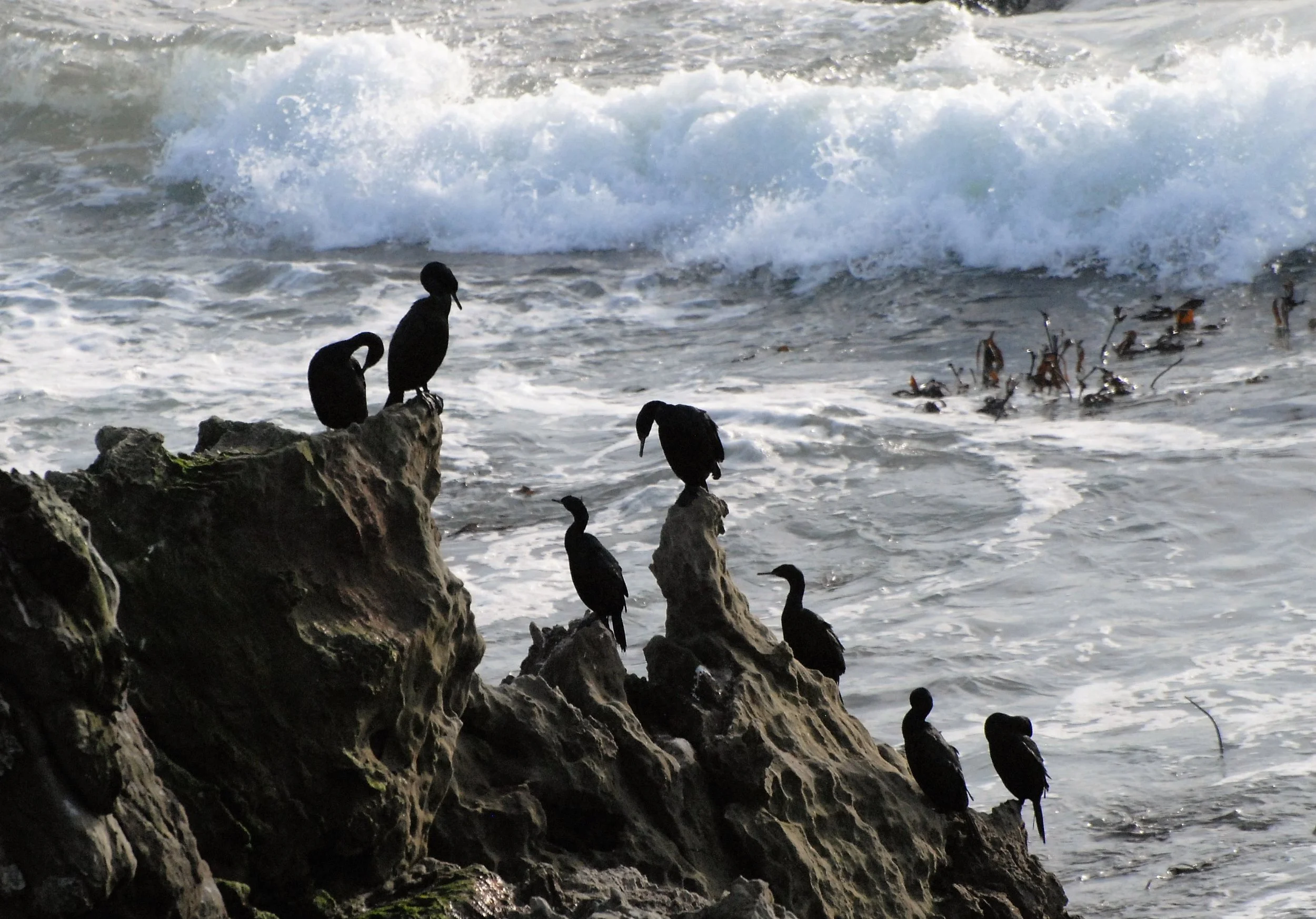 Pelagic Cormorants