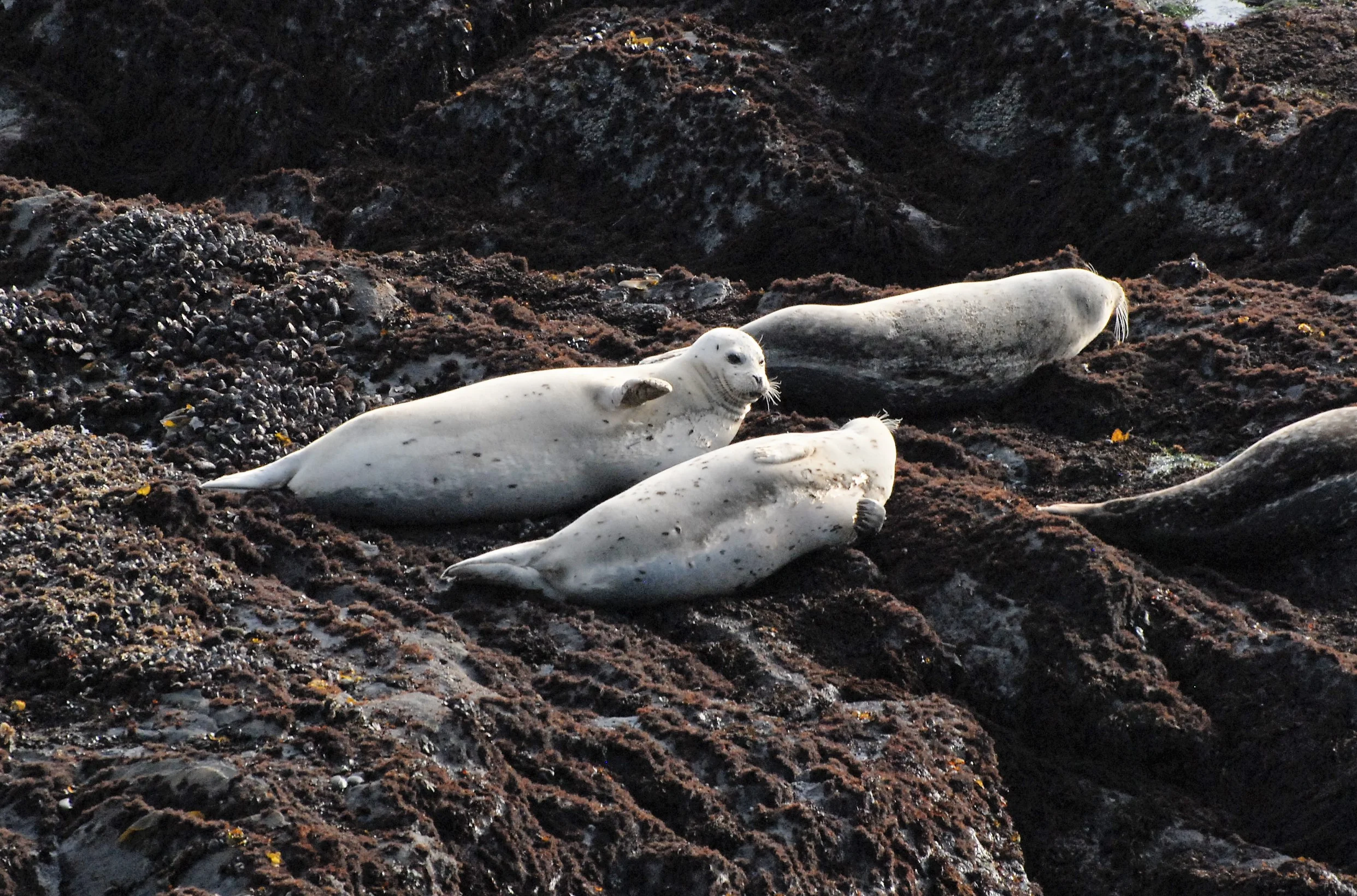 Harbor Seals