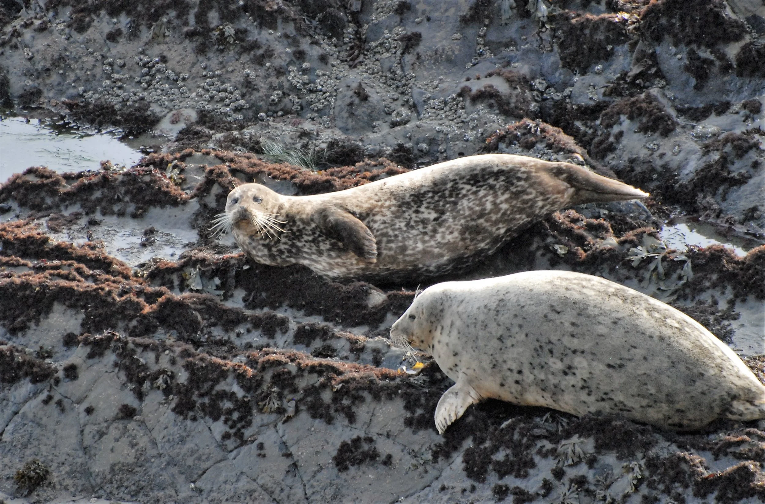 Harbor Seals