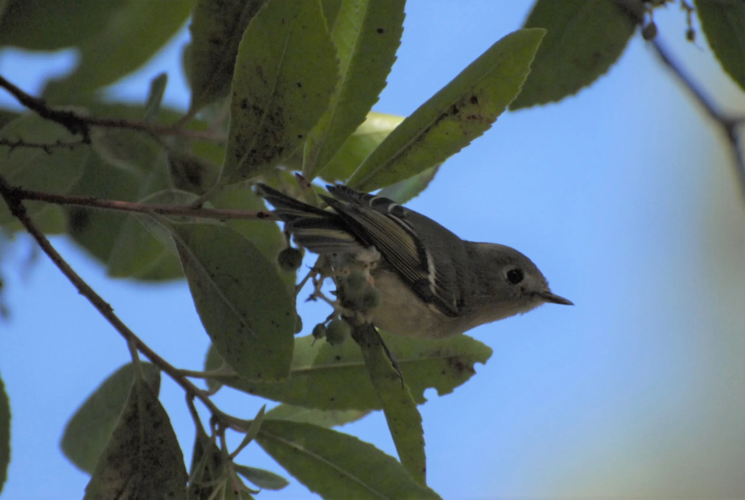 Ruby-crowned Kinglet