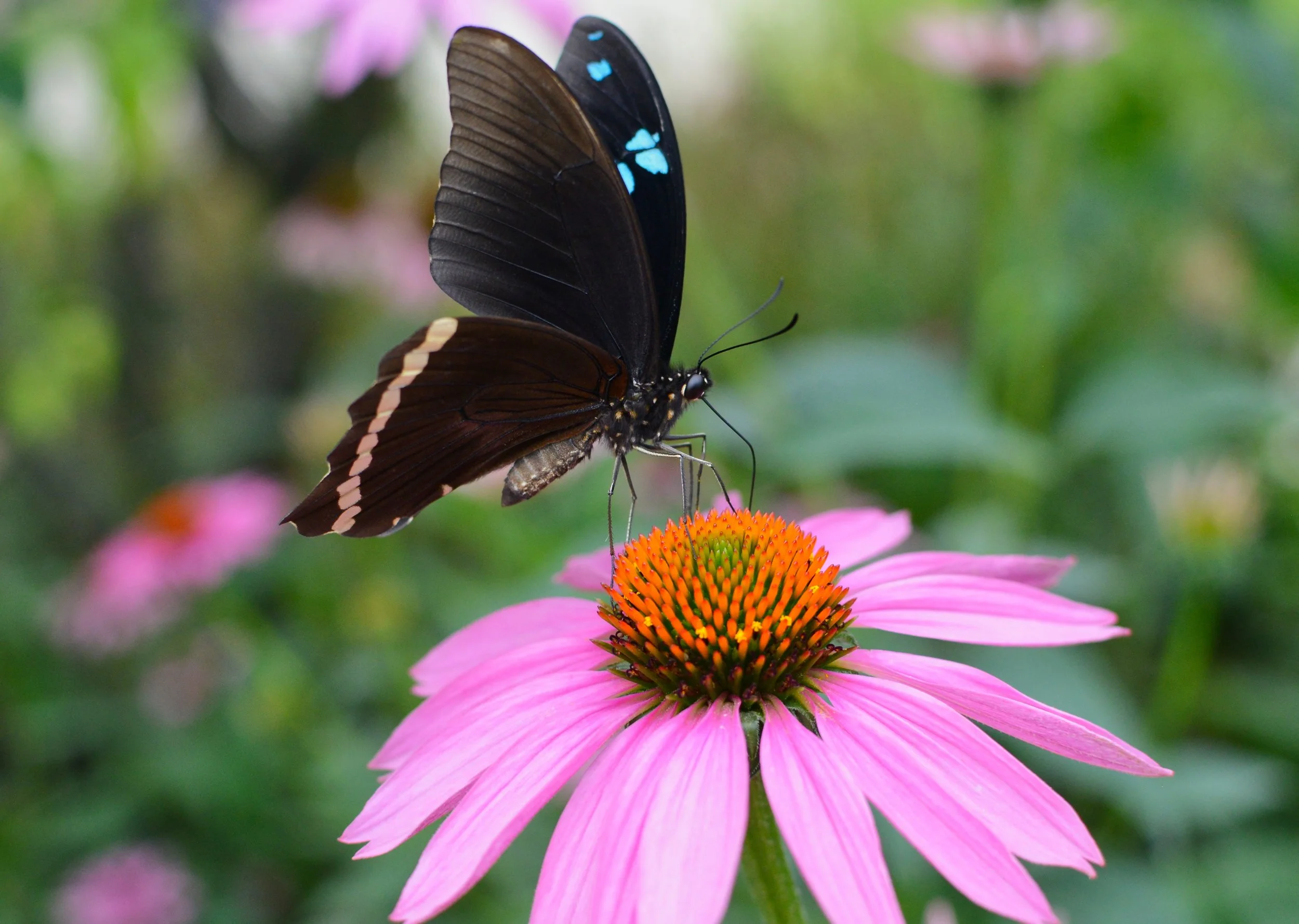 DSC_7773a.jpg