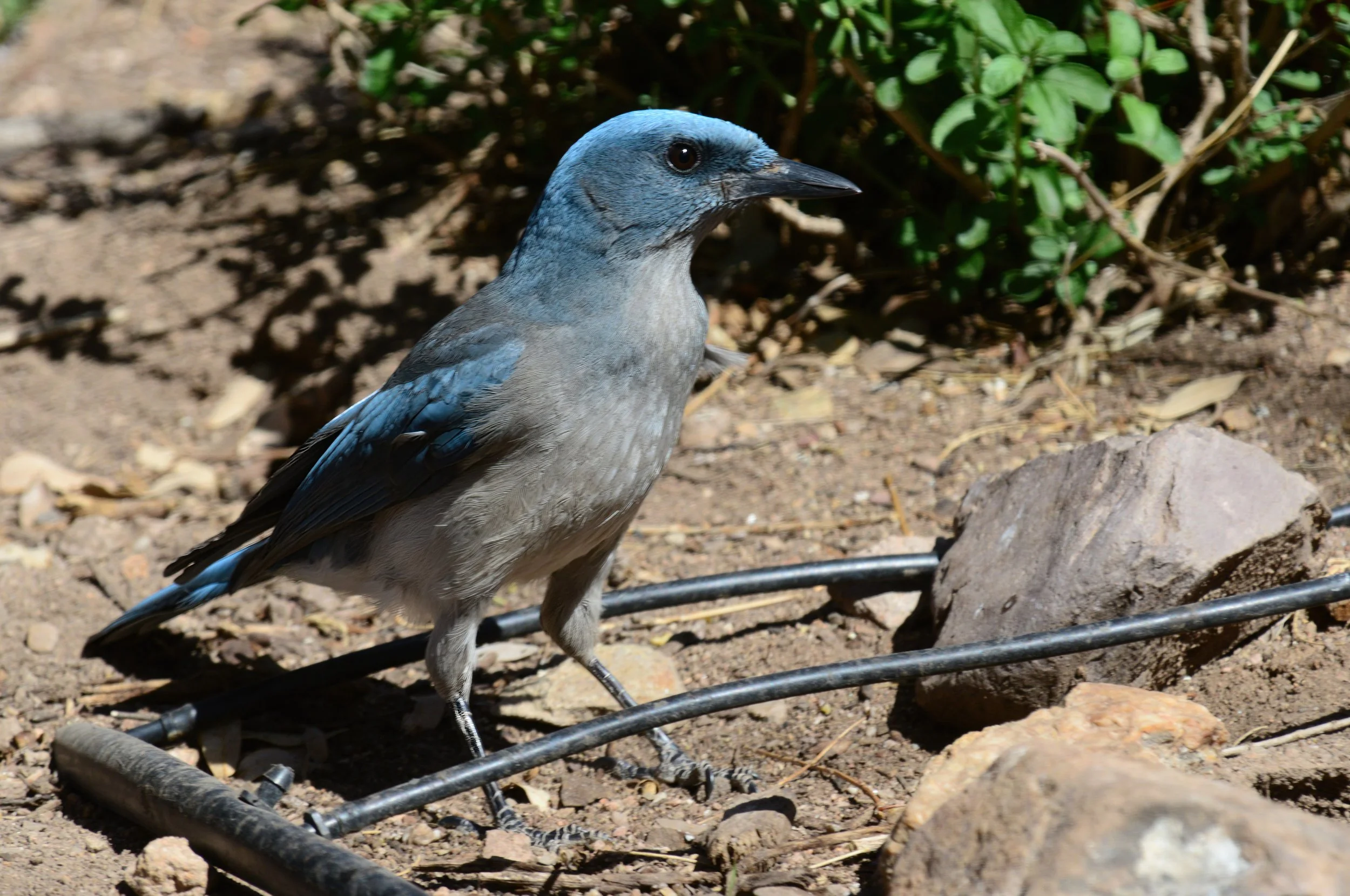 Mexican Jay