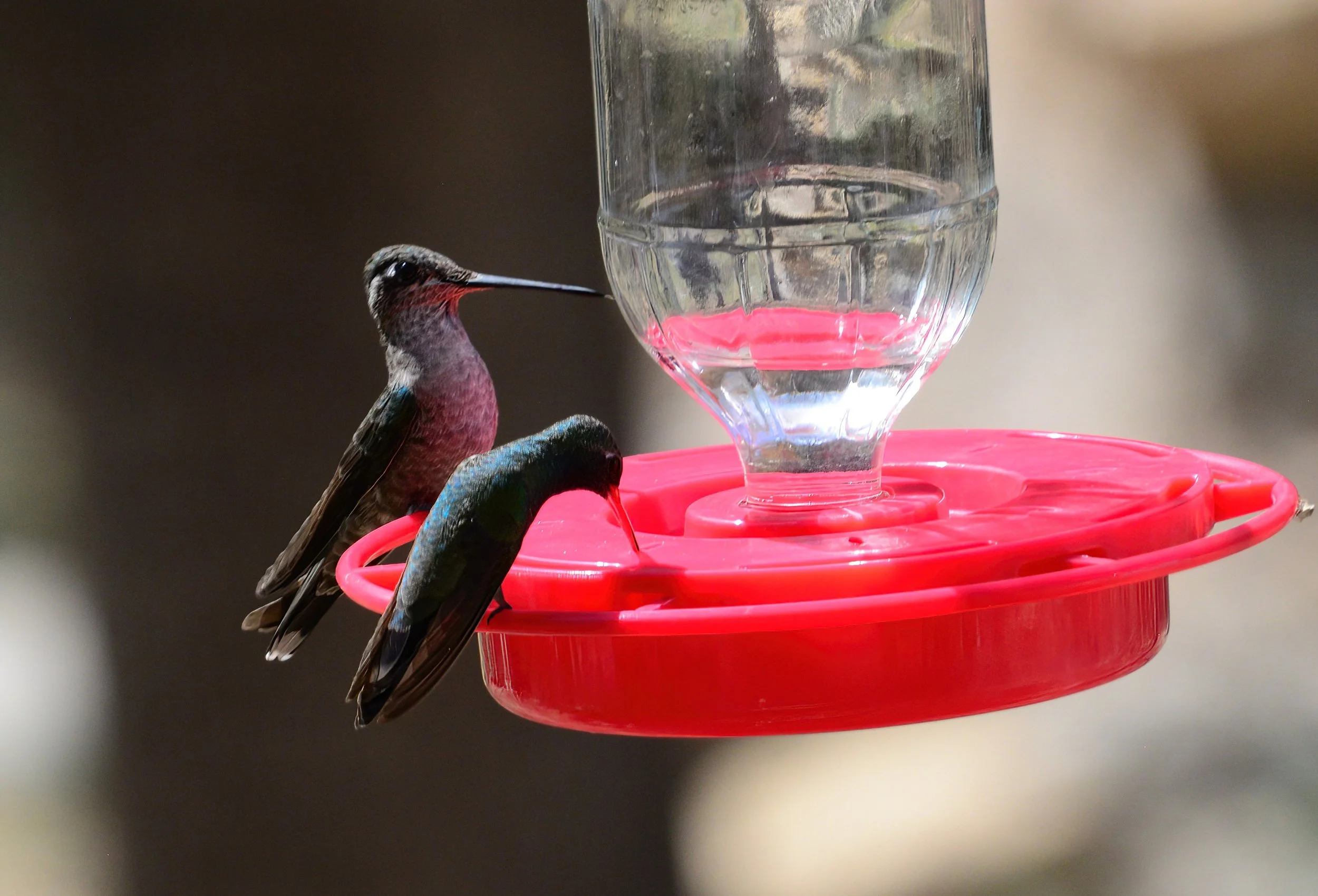 Rivoli's and Broad-billed Hummingbird at the feeder