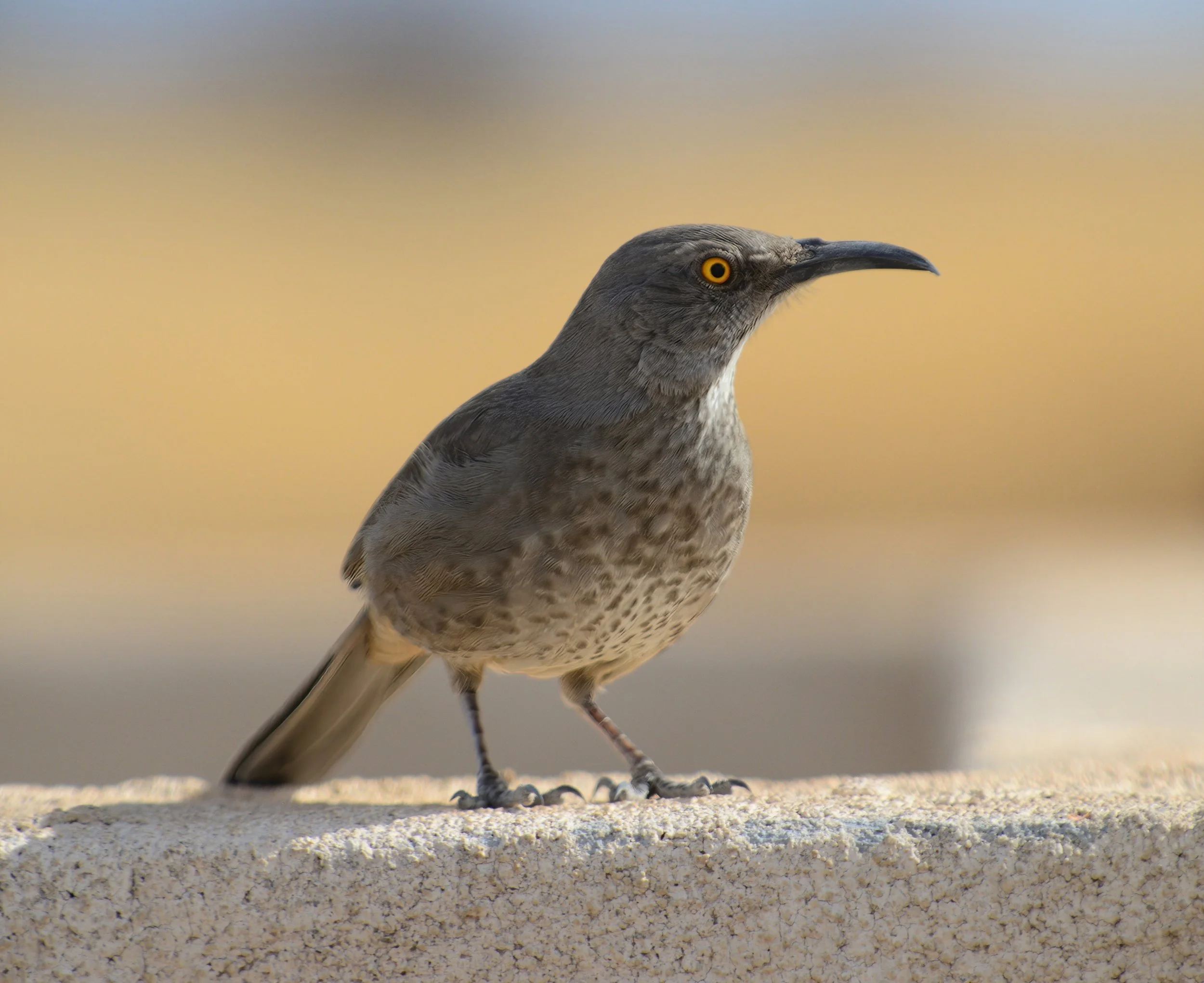 Curve-billed Thrasher