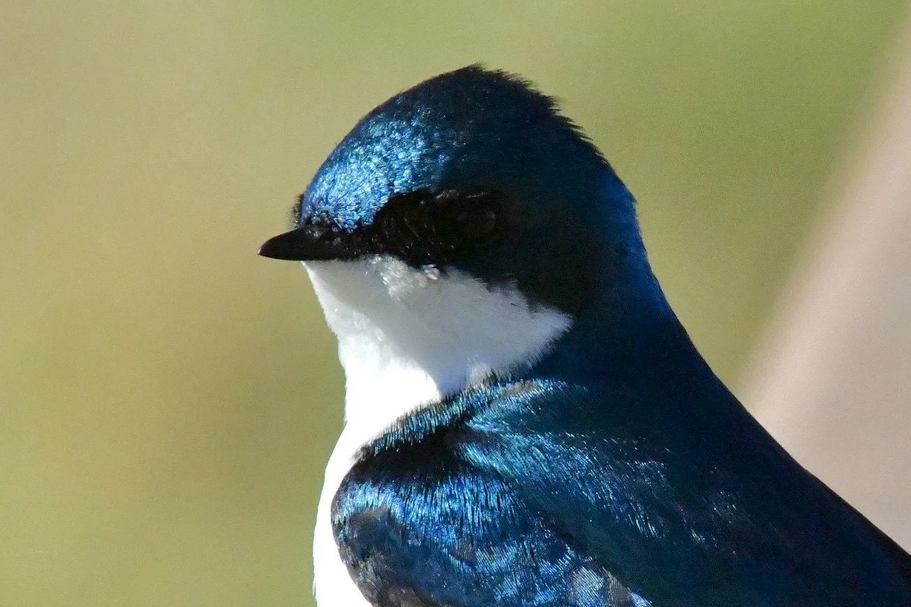Tree Swallow, Potter's Marsh