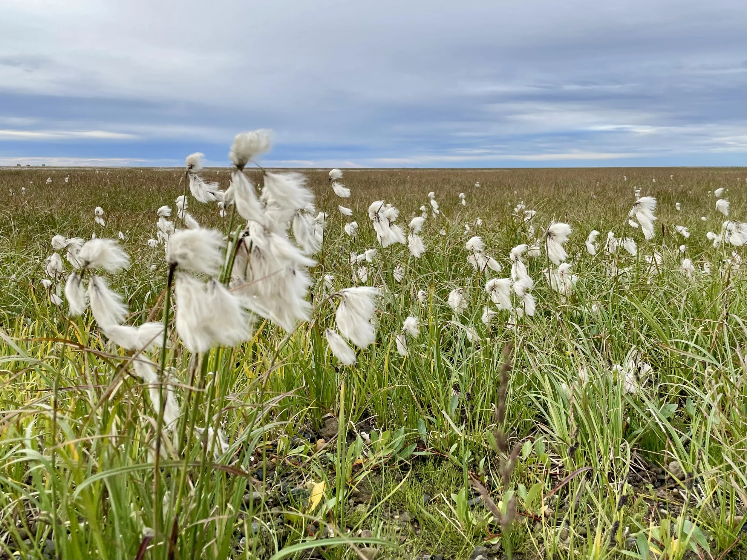 Cottongrass, North Slope