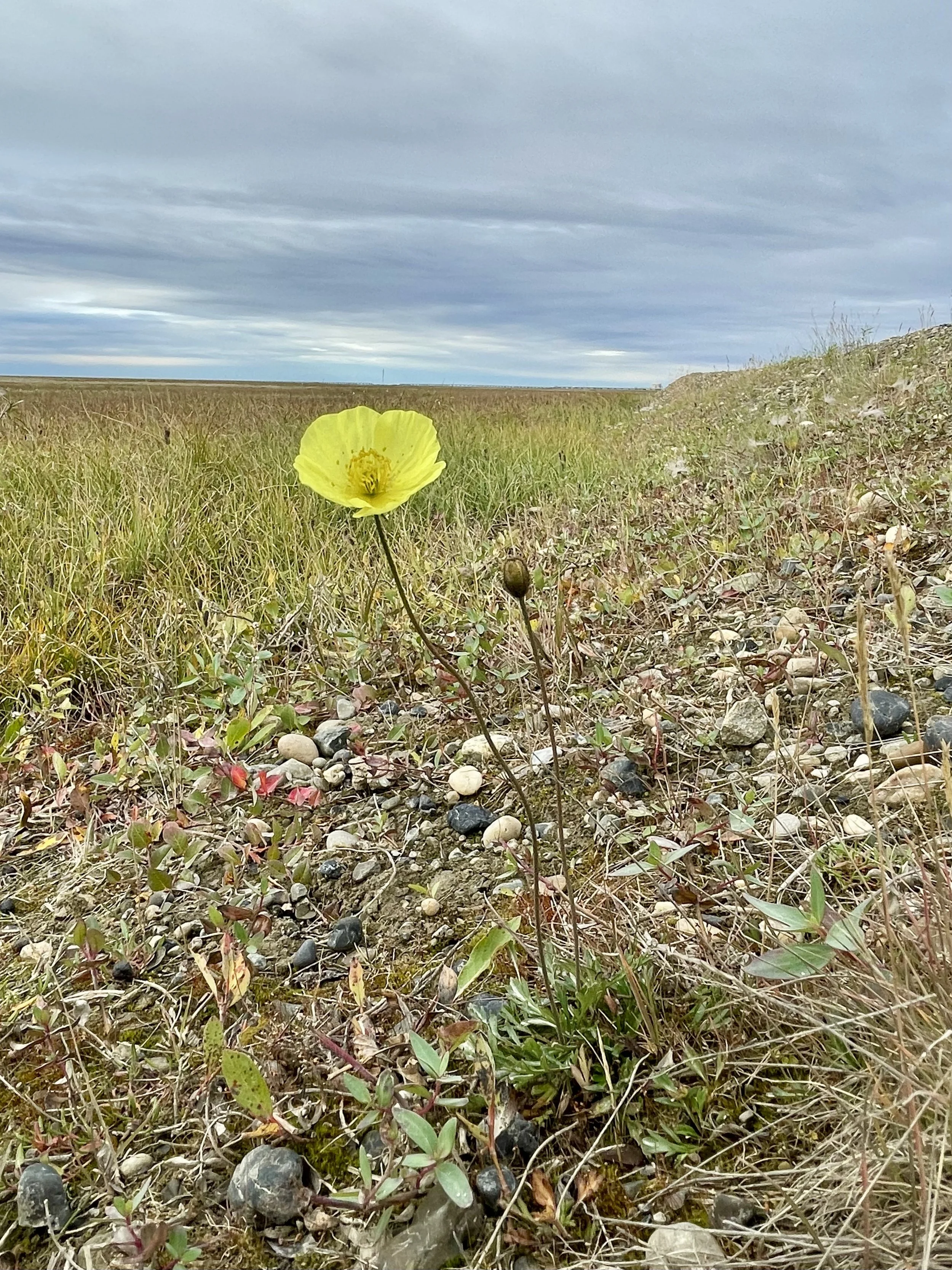 Arctic Poppy, North Slope