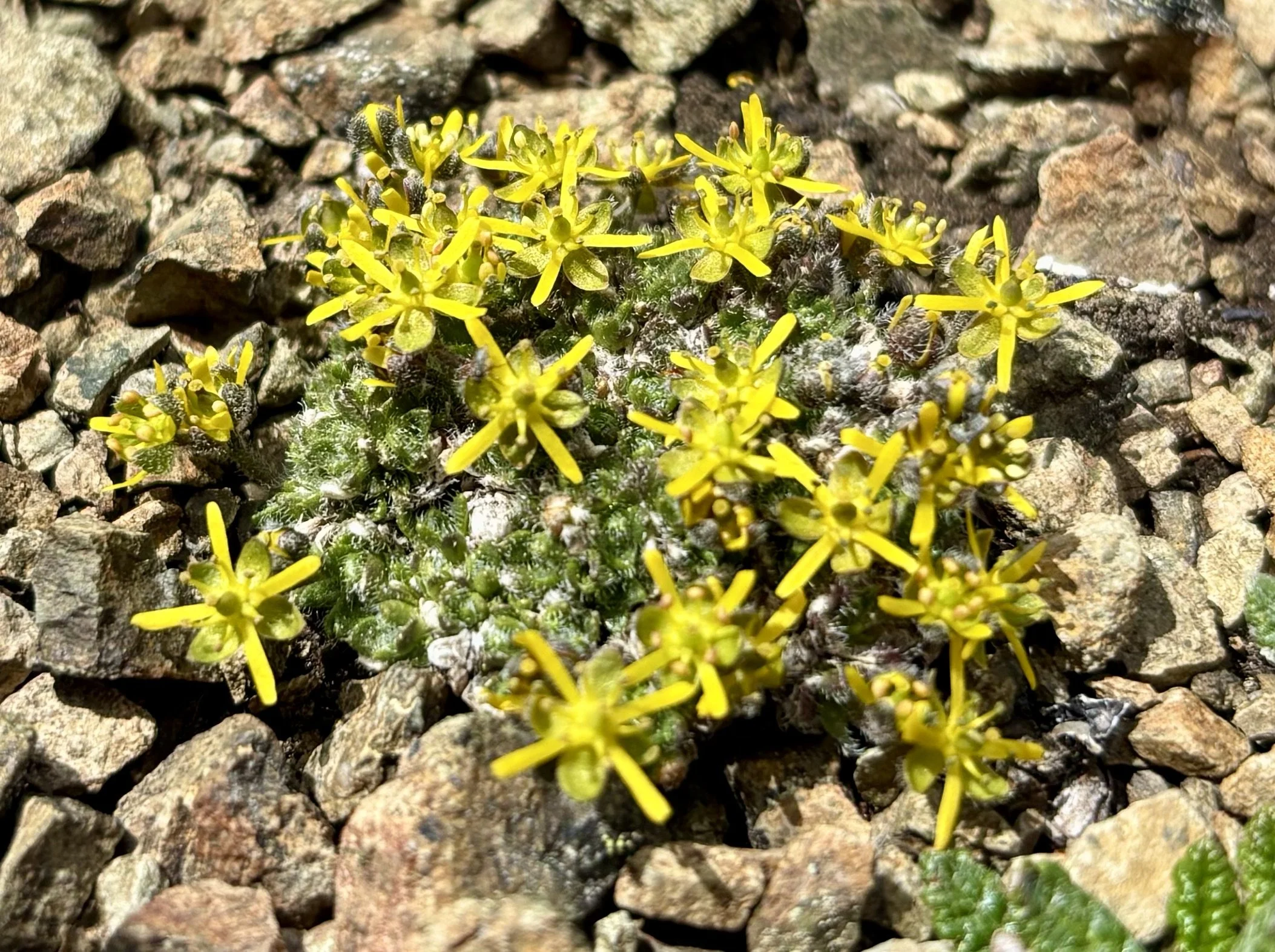 Star-flowered draba