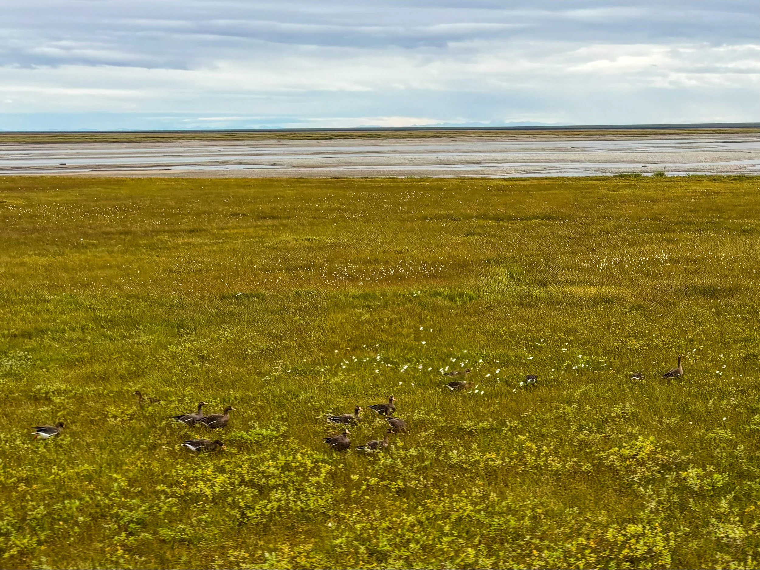 Greater White-fronted Geese by the Sagavanirktok River