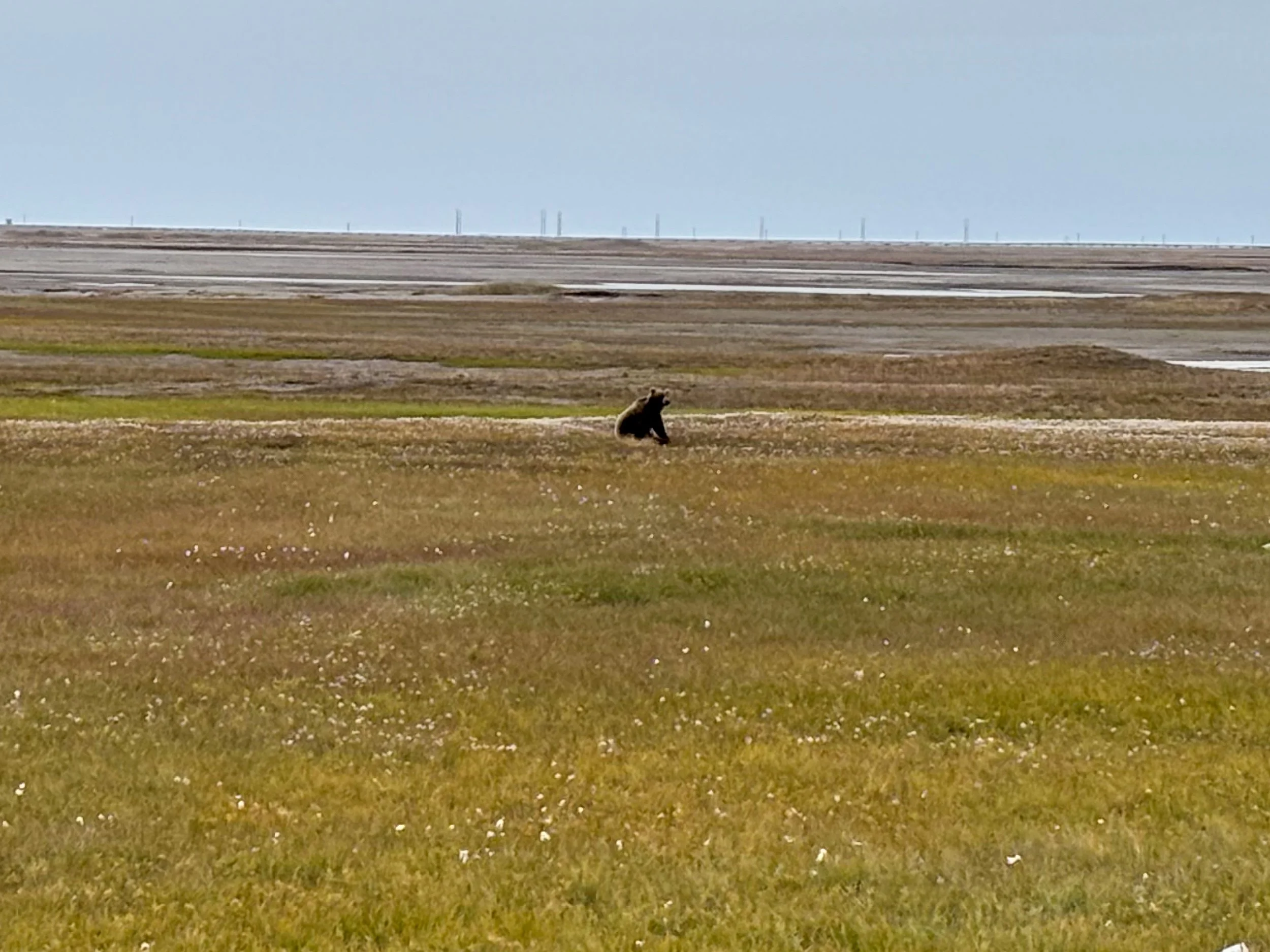 Brown Bear, Deadhorse