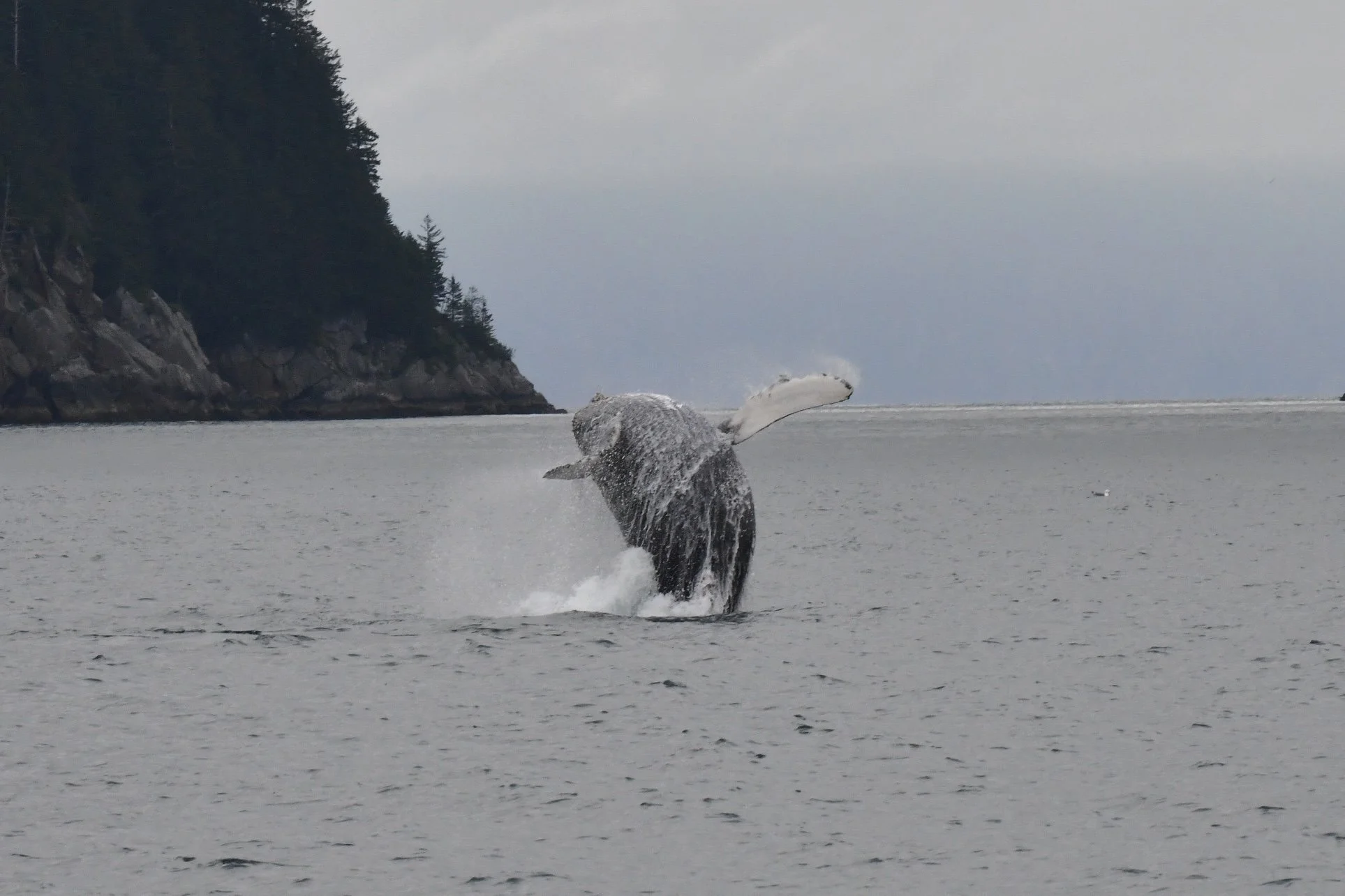 DSC_3335.JPG