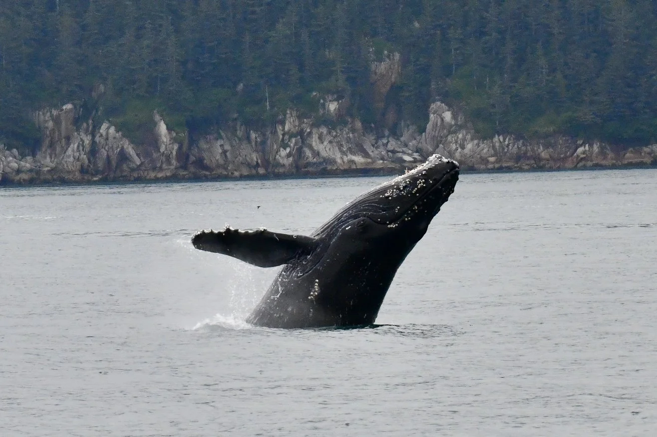 DSC_3361.JPG