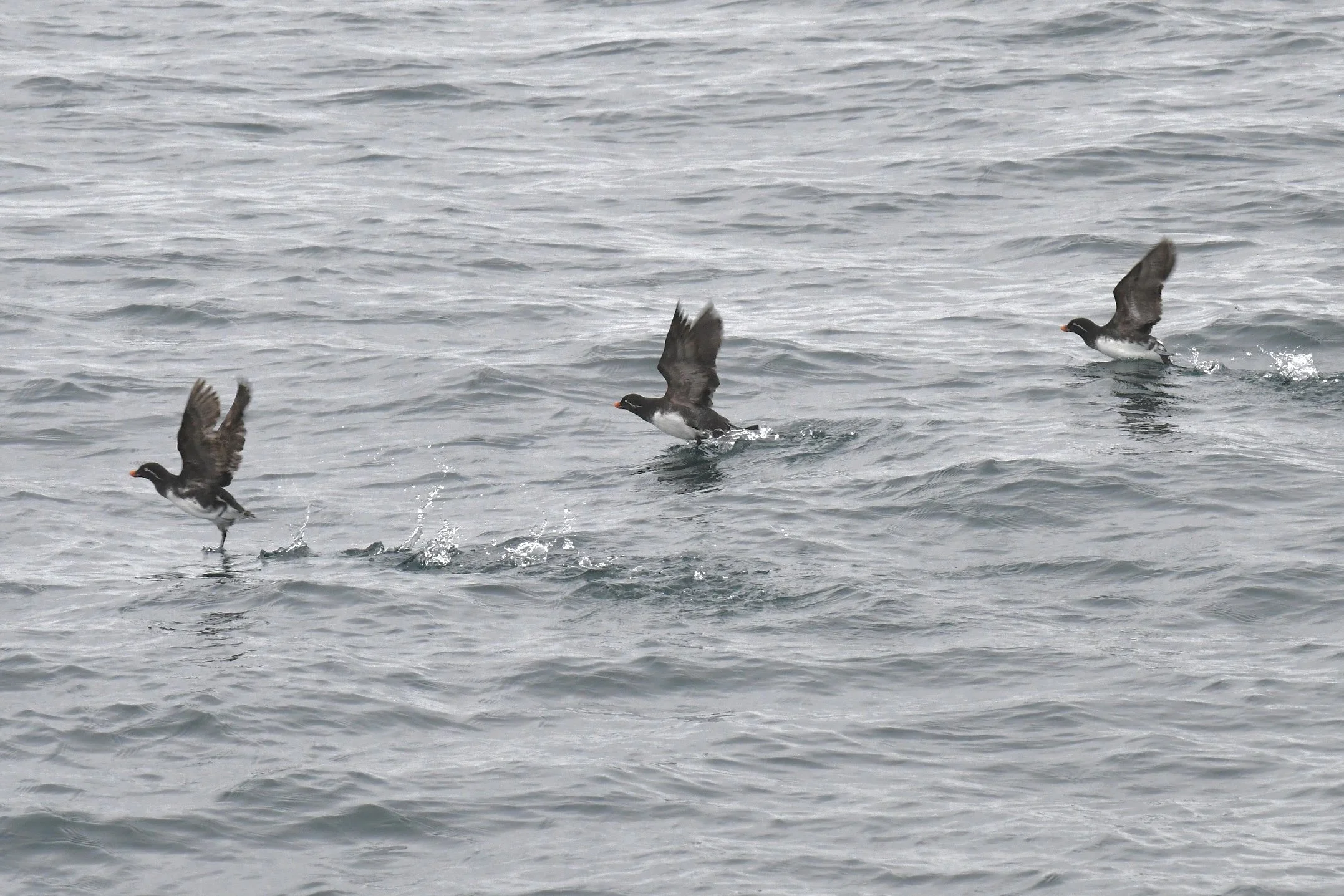 DSC_3378.JPG