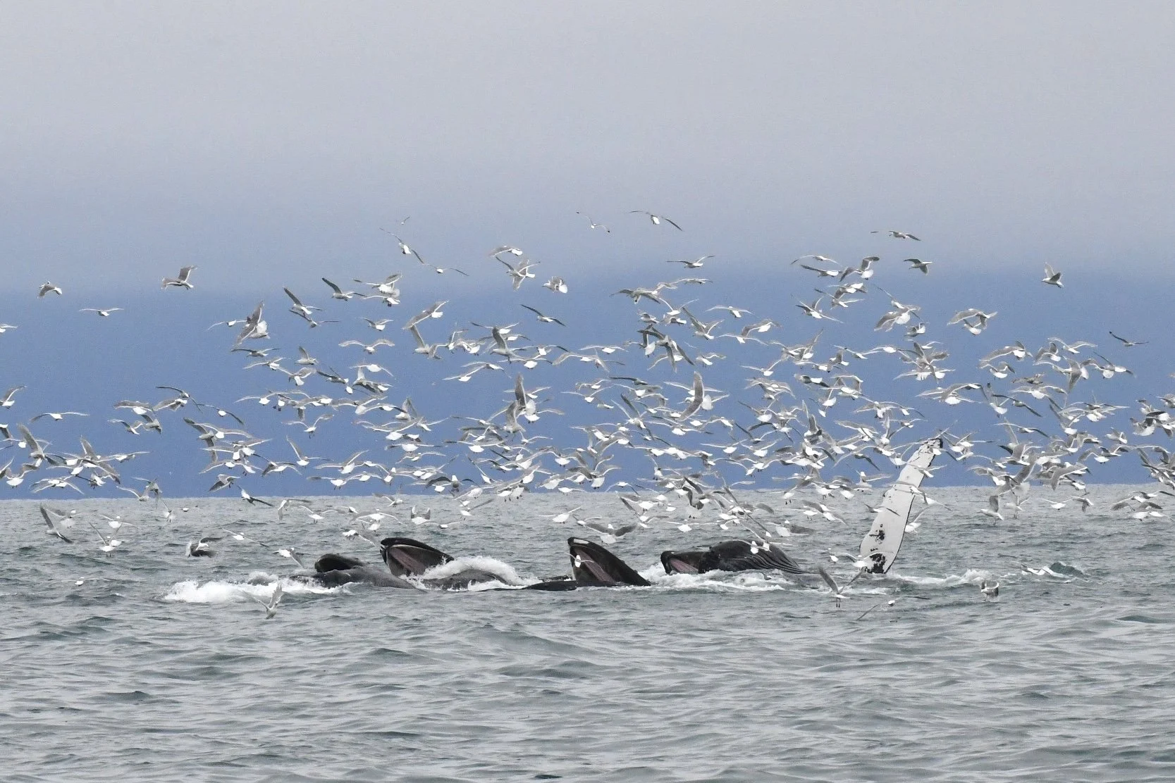 DSC_3622.JPG
